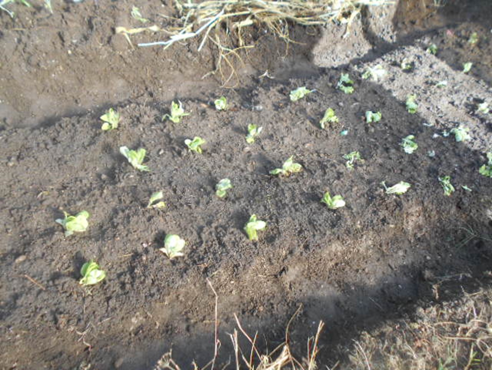 Nestas fotografias pode ver-se o inicio do processo quando a horta esta cheia de ervas secas Depois de retiradas as ervas, cavámos o terreno, colocámos  composto biológico do nosso compostor e finalmente plantámos couves e alfaces