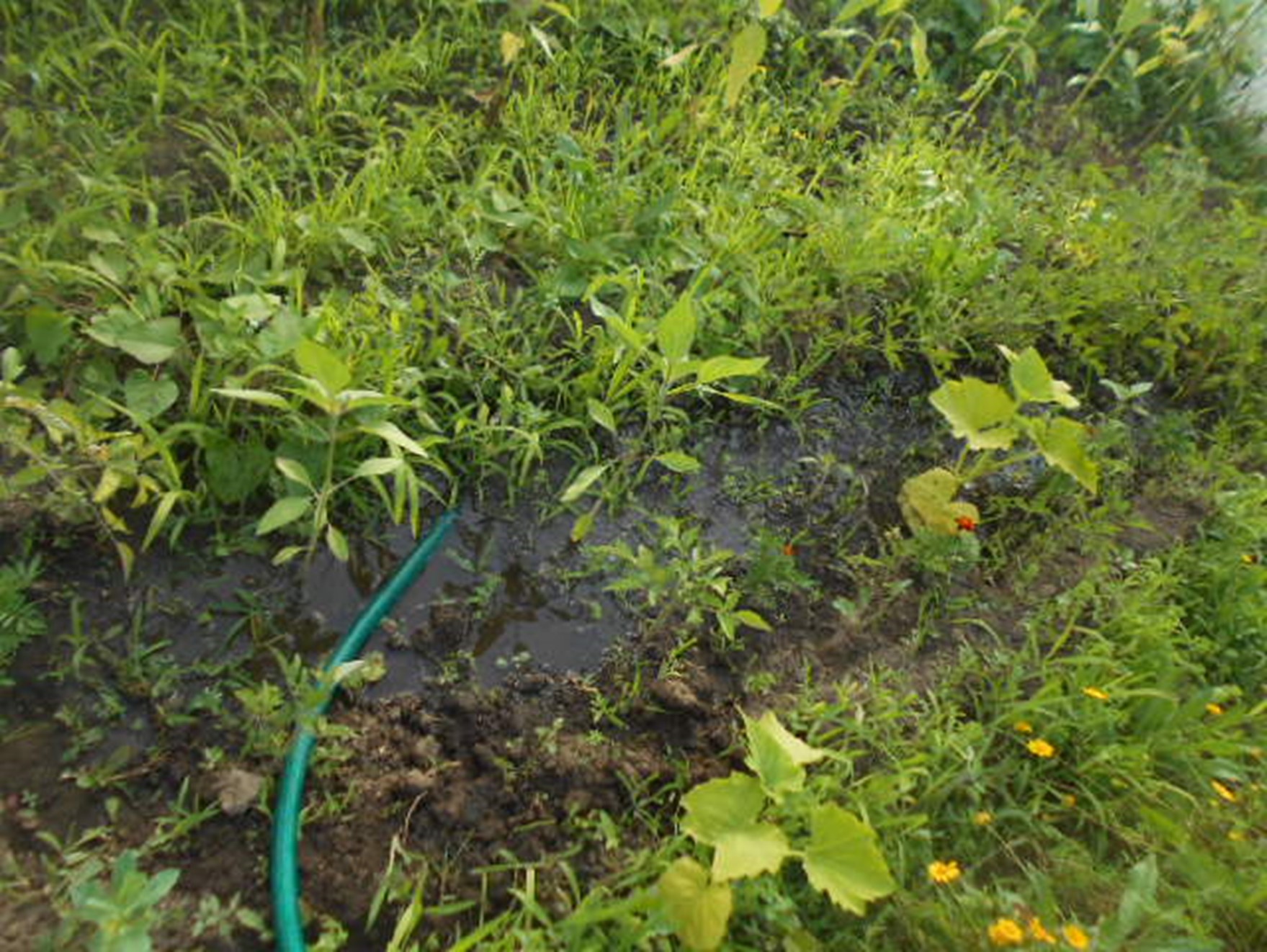 Nos meses janeiro a março, estado os alnos em casa, na escola construiu-se  um compositor e começou-se um processo de compostagem envolvendo a comunidade escolar
Plantou-se tomates, alfaces, e batata doce e fez-se a segunda feirinha da horta