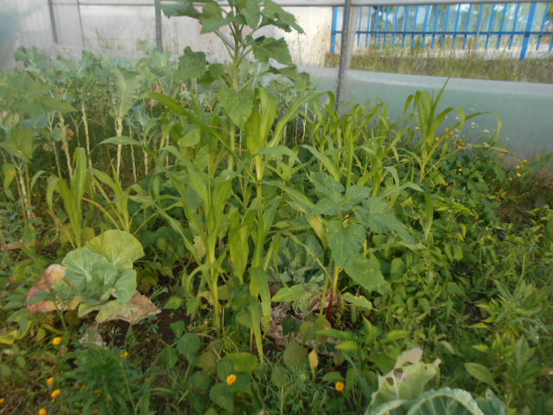 No terceiro período semeámos feijão verde, milho, abóboras e plantamos tomate, pepino, curgete e pimentos, 
A recolha dos produtos permitiu-os para além de fazer uma feirinha ter uma espécie de supermercado de verduras que diariamente escoava os produtos