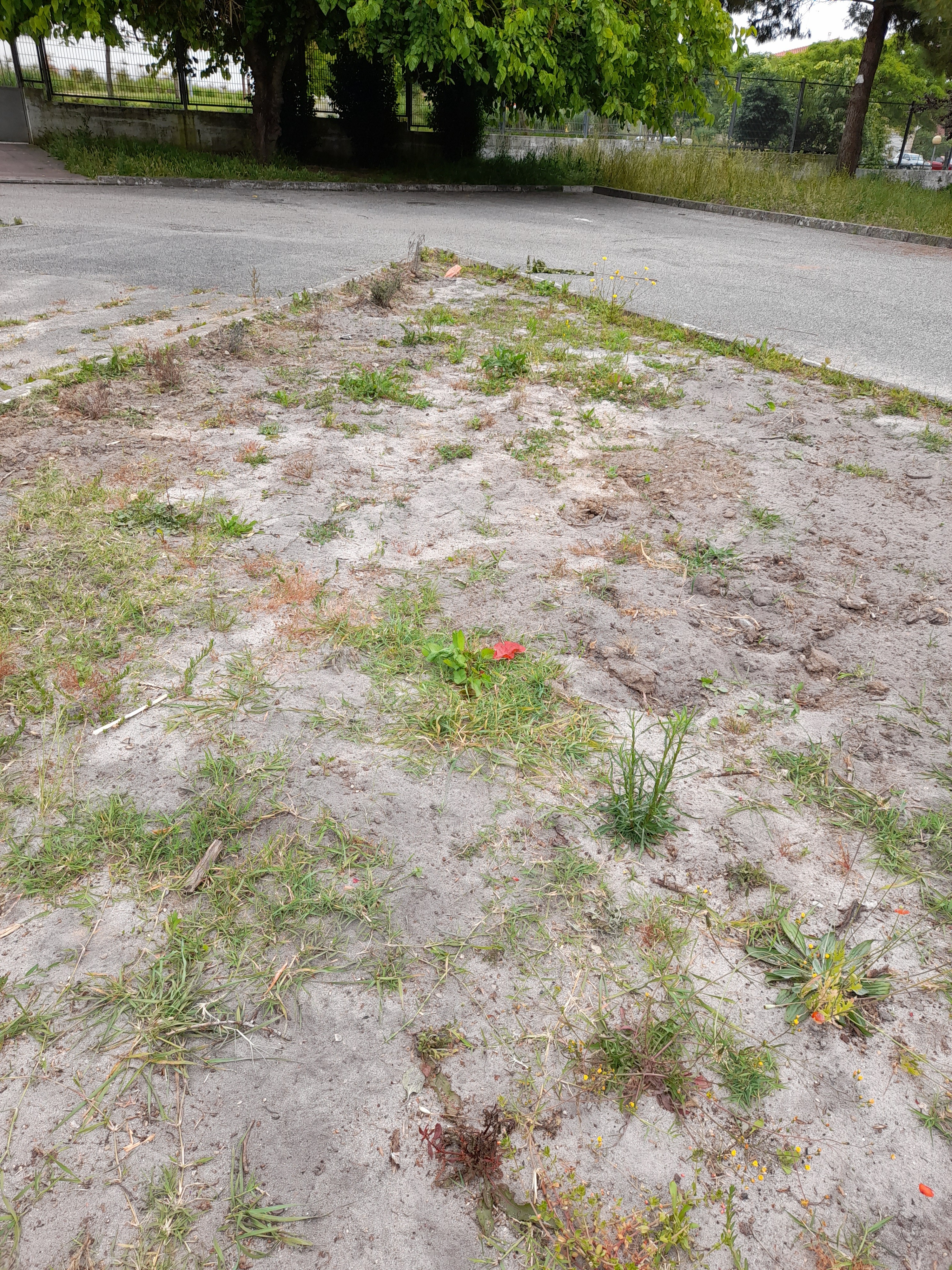 Terreno a cultivar. Início da preparação do mesmo (interrompida devido ao confinamento).