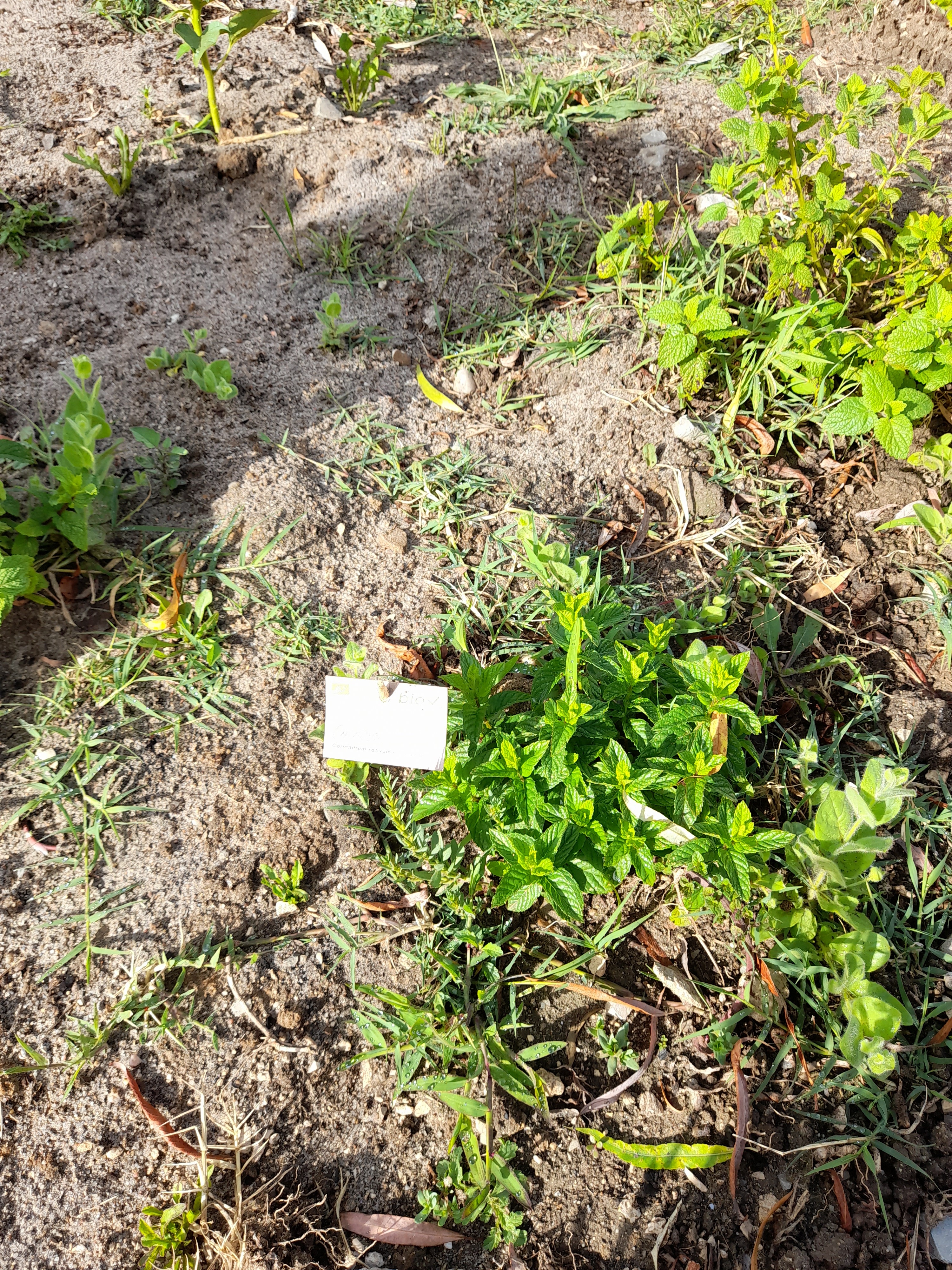 Abril.
Plantio das ervas aromáticas.