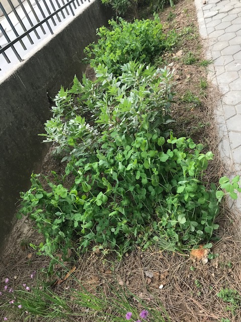As nossas ervilhas e favas cresceram bastante!