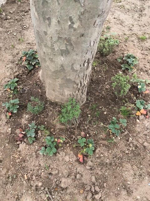 Os morangueiros estão a dar flor!