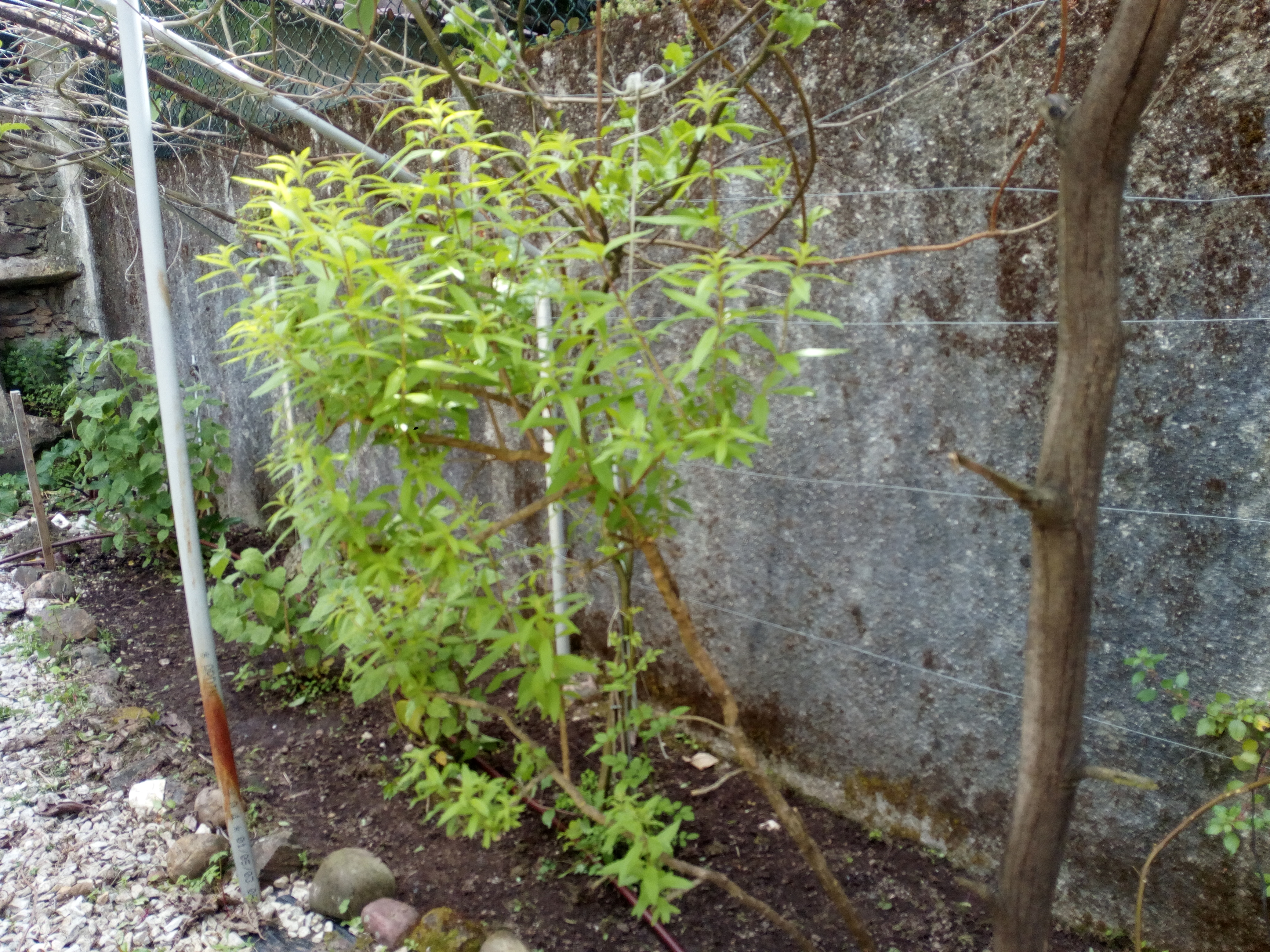 Limonete e Maracuzajeiro