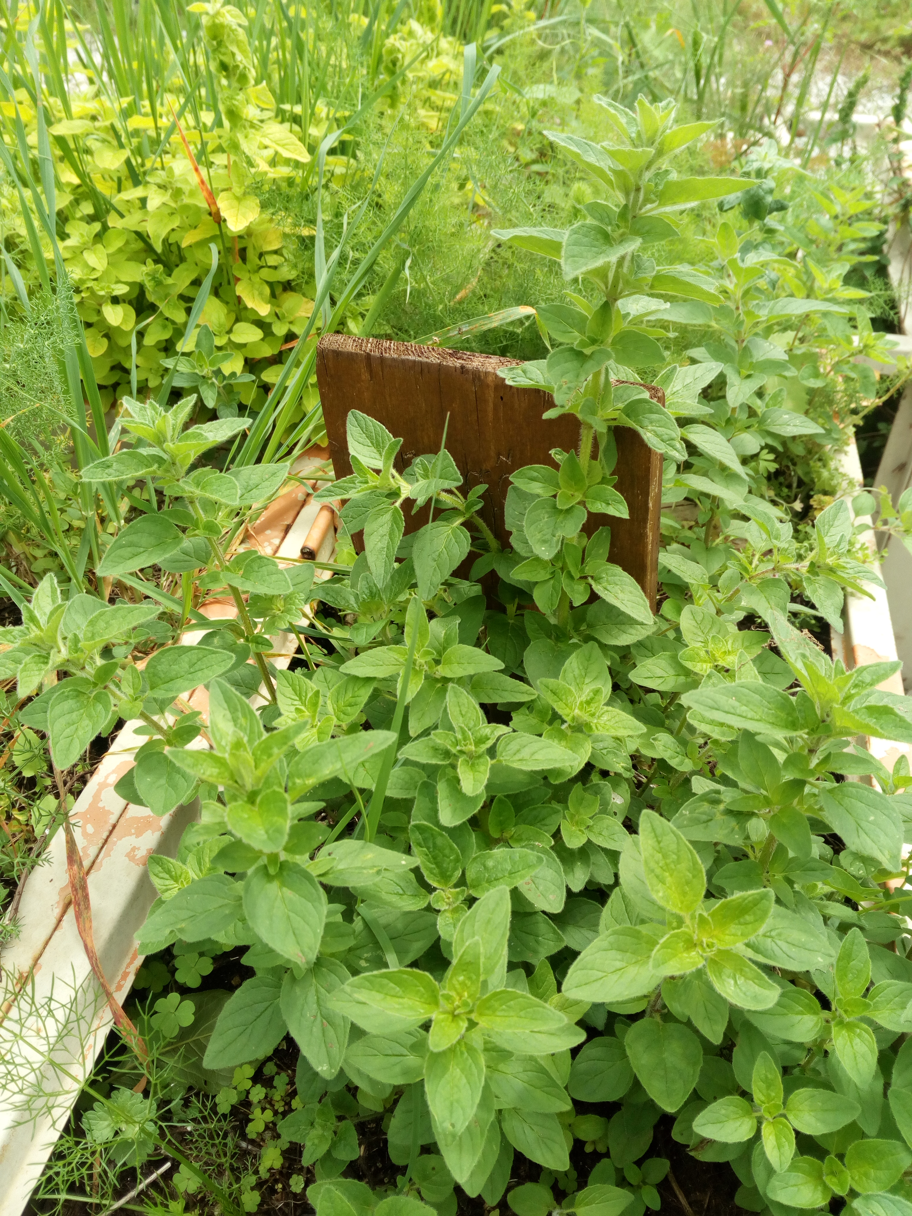 Canteiros aromáticas