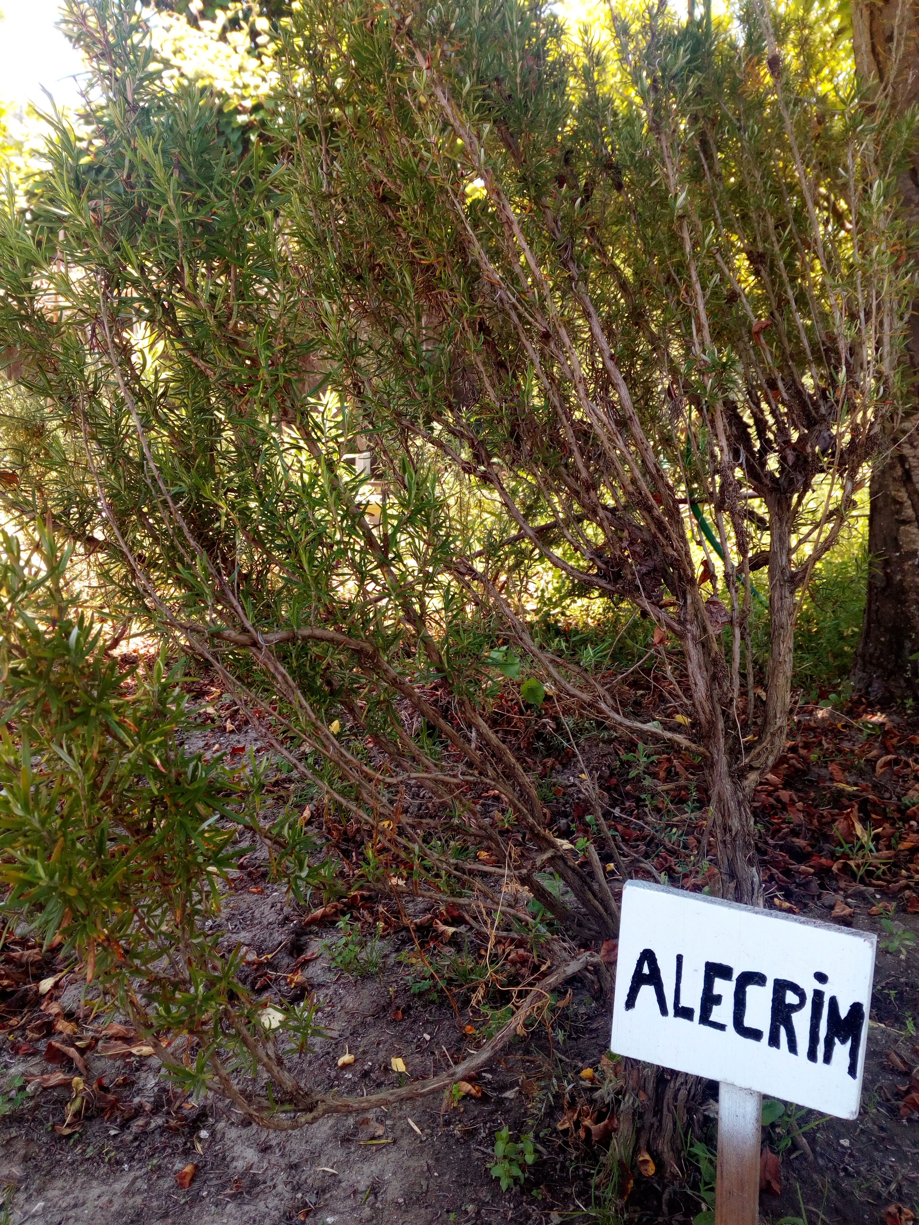 Alecrim, renovação de placas identificativas