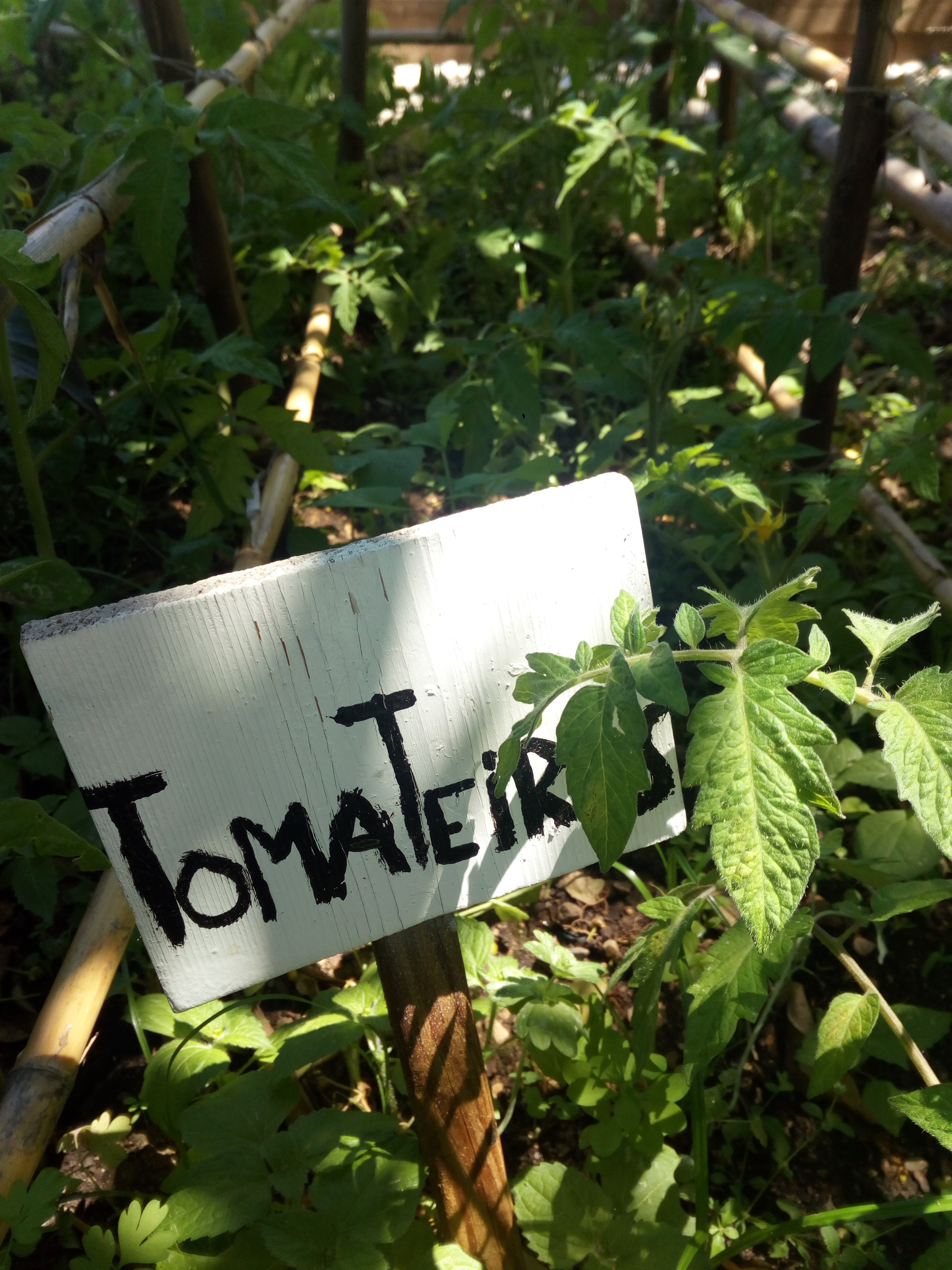 Crescimento de Tomateiros