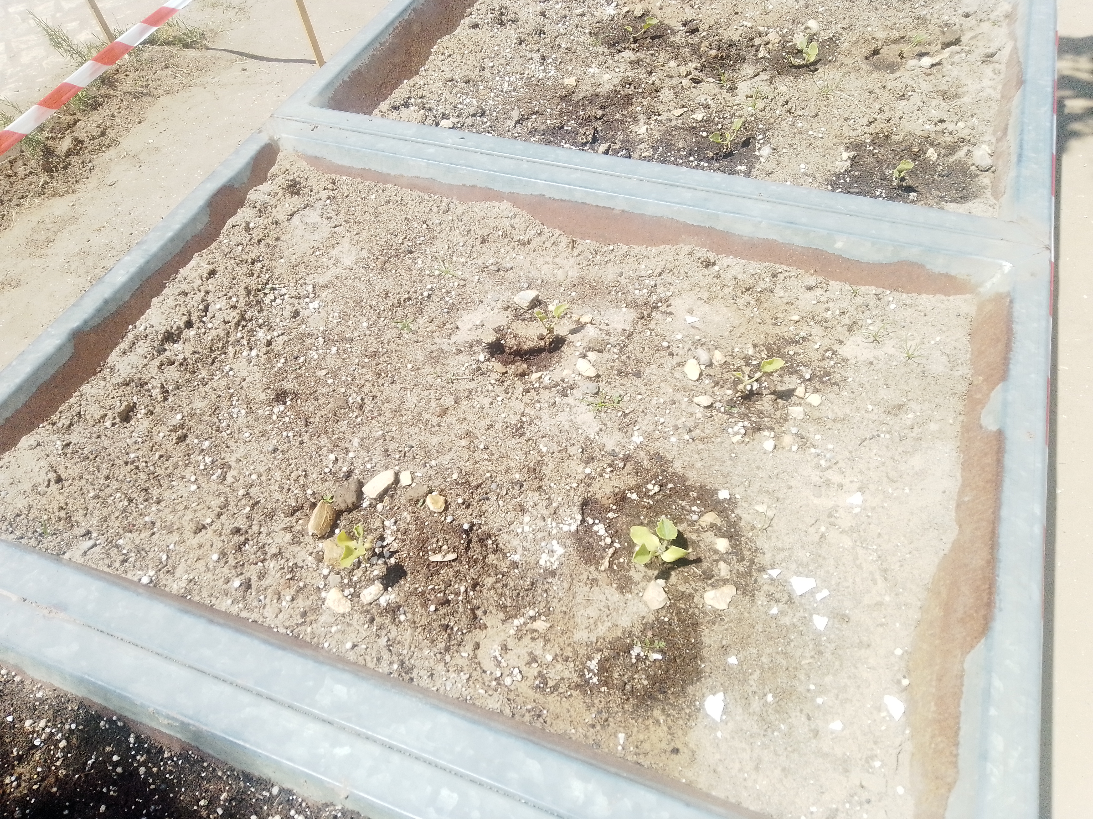 Plantação das primeiras plantas