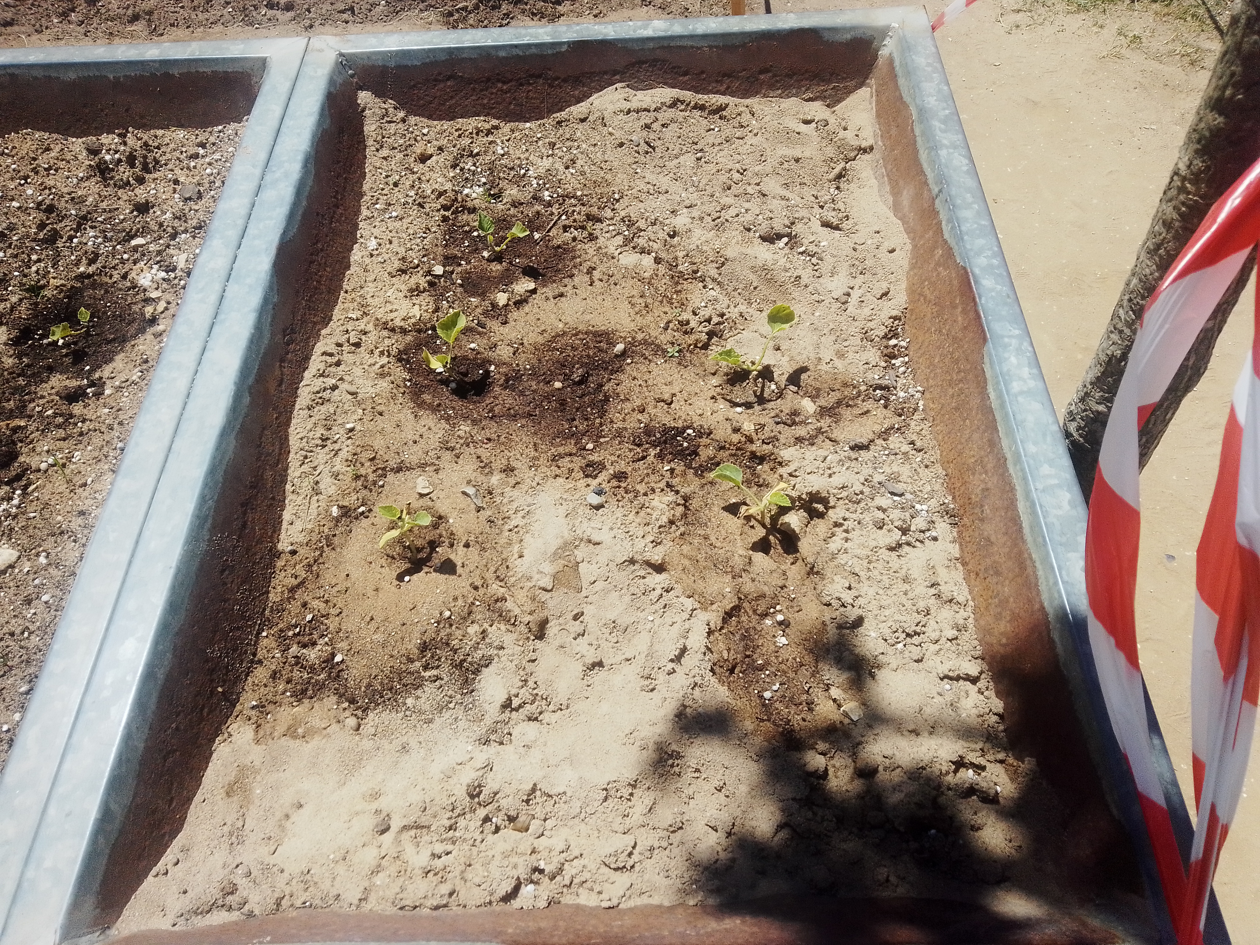 Começam as plantas a desabrochar.