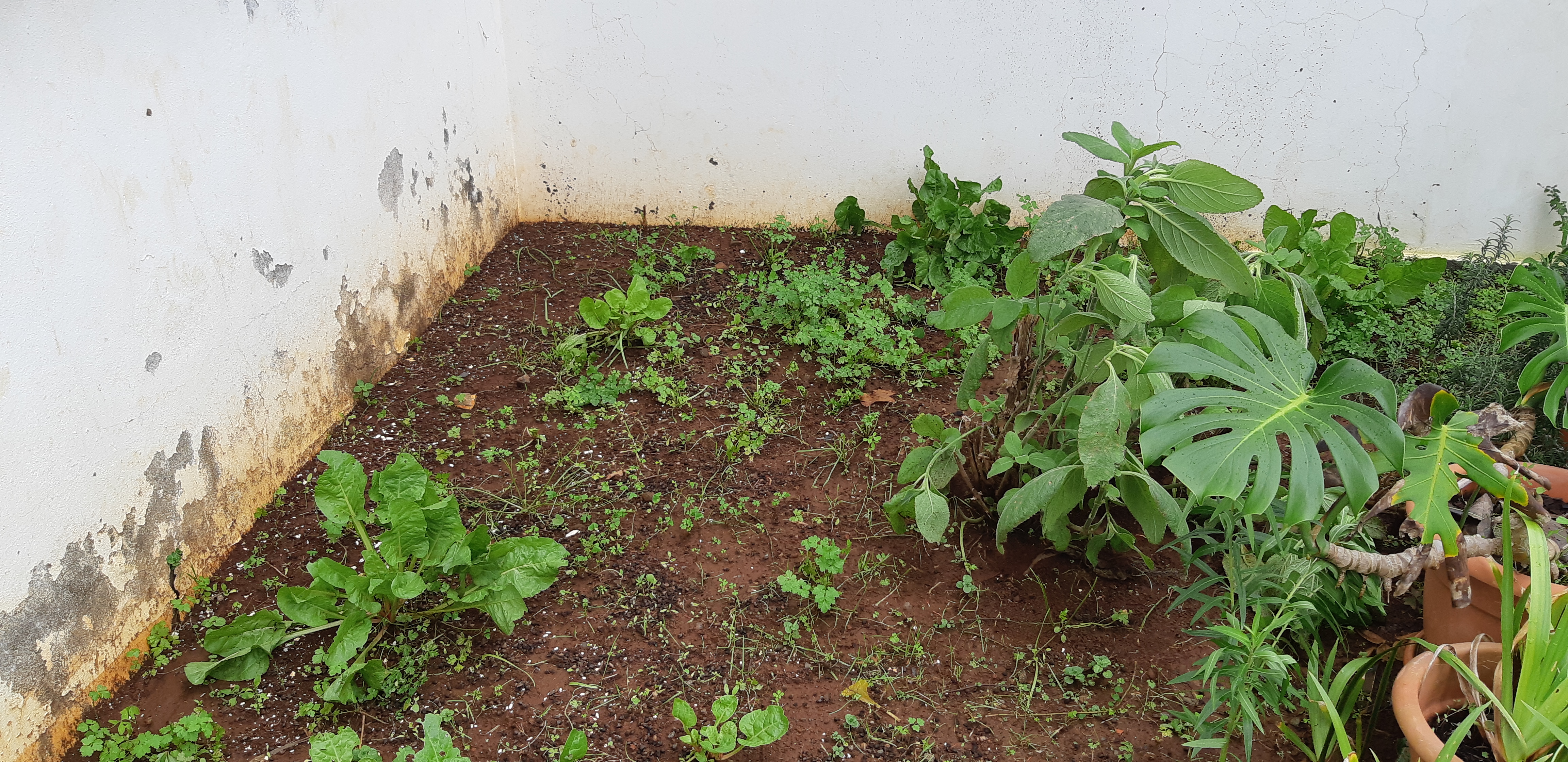 Horta1