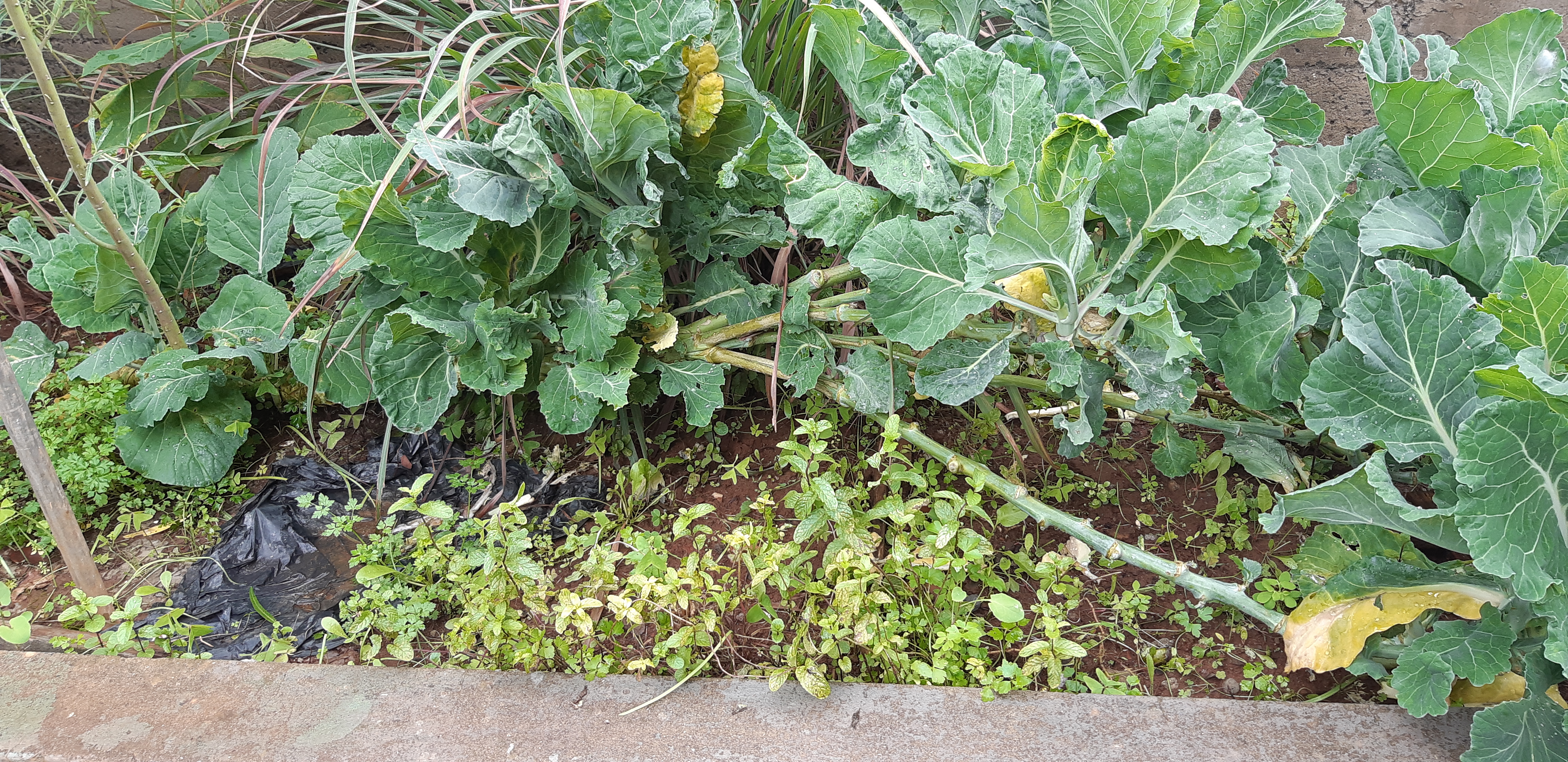 Horta4