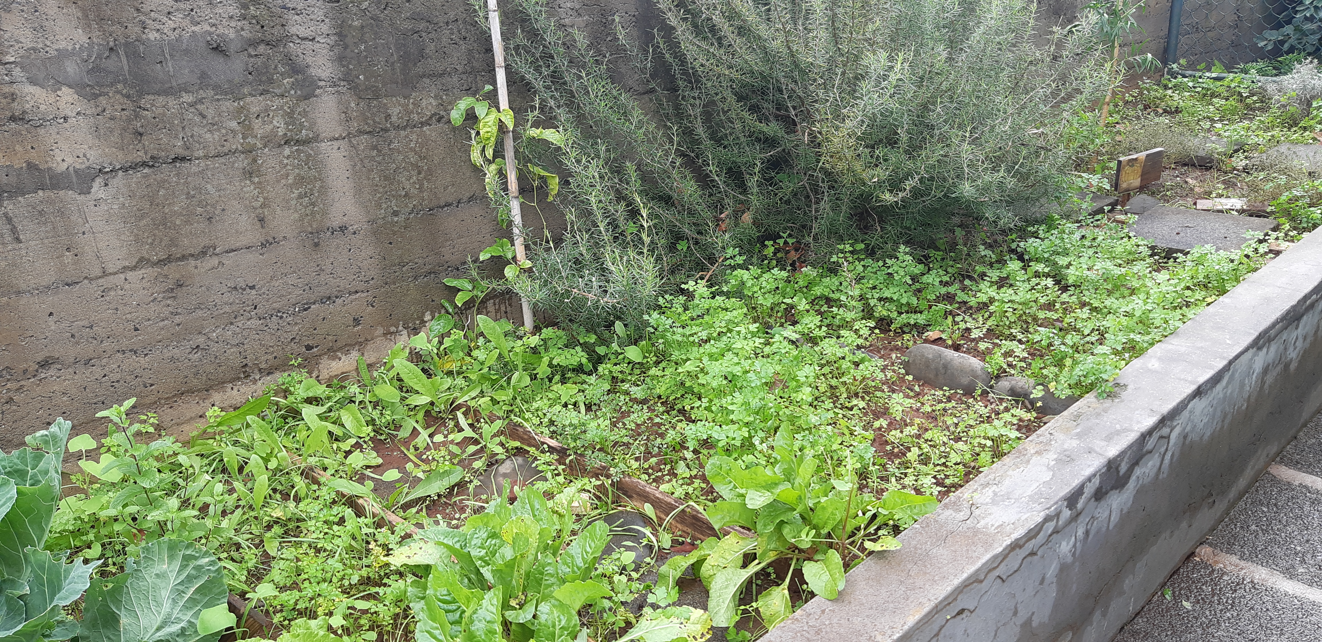 Horta5