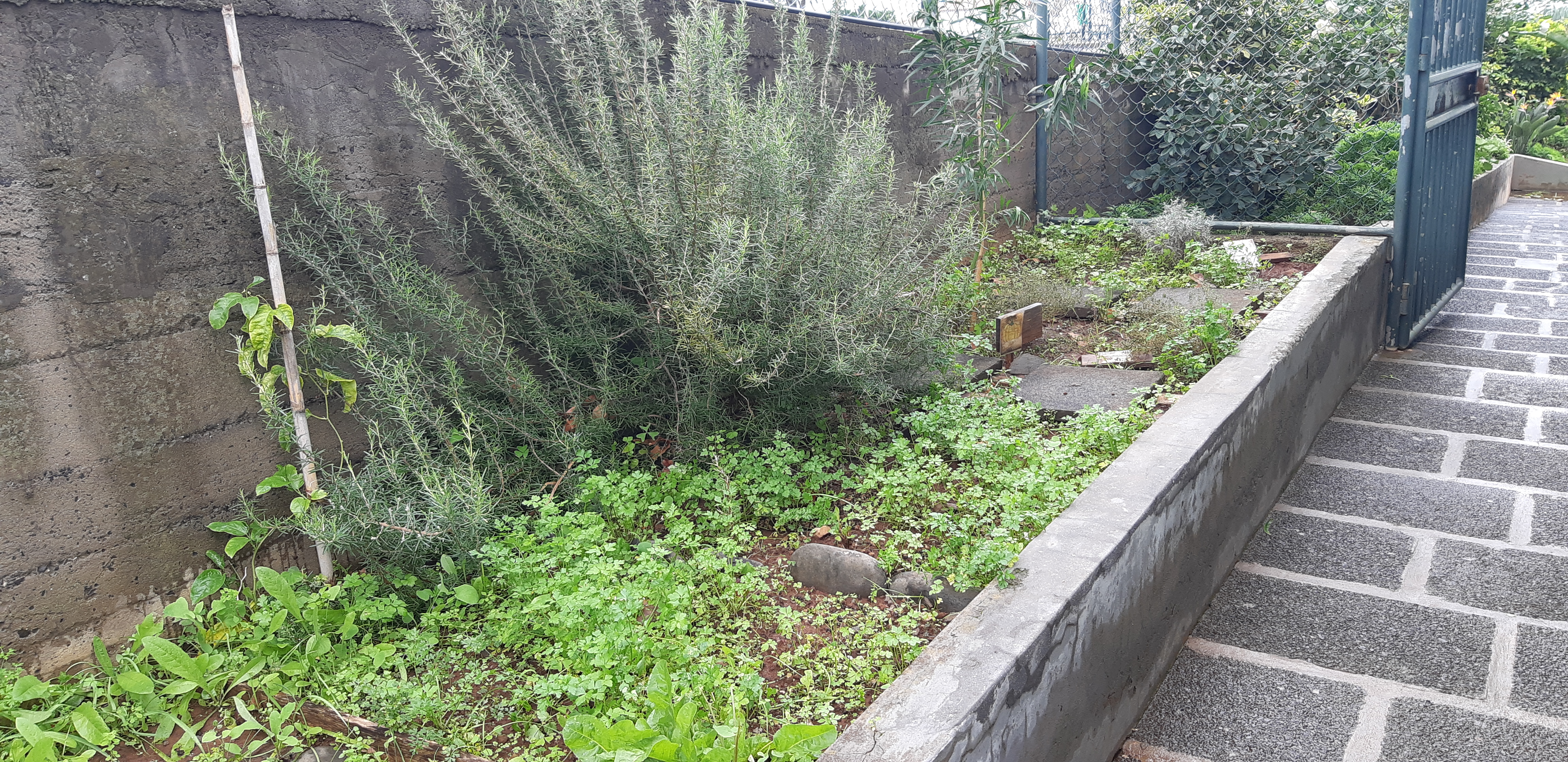 Horta6