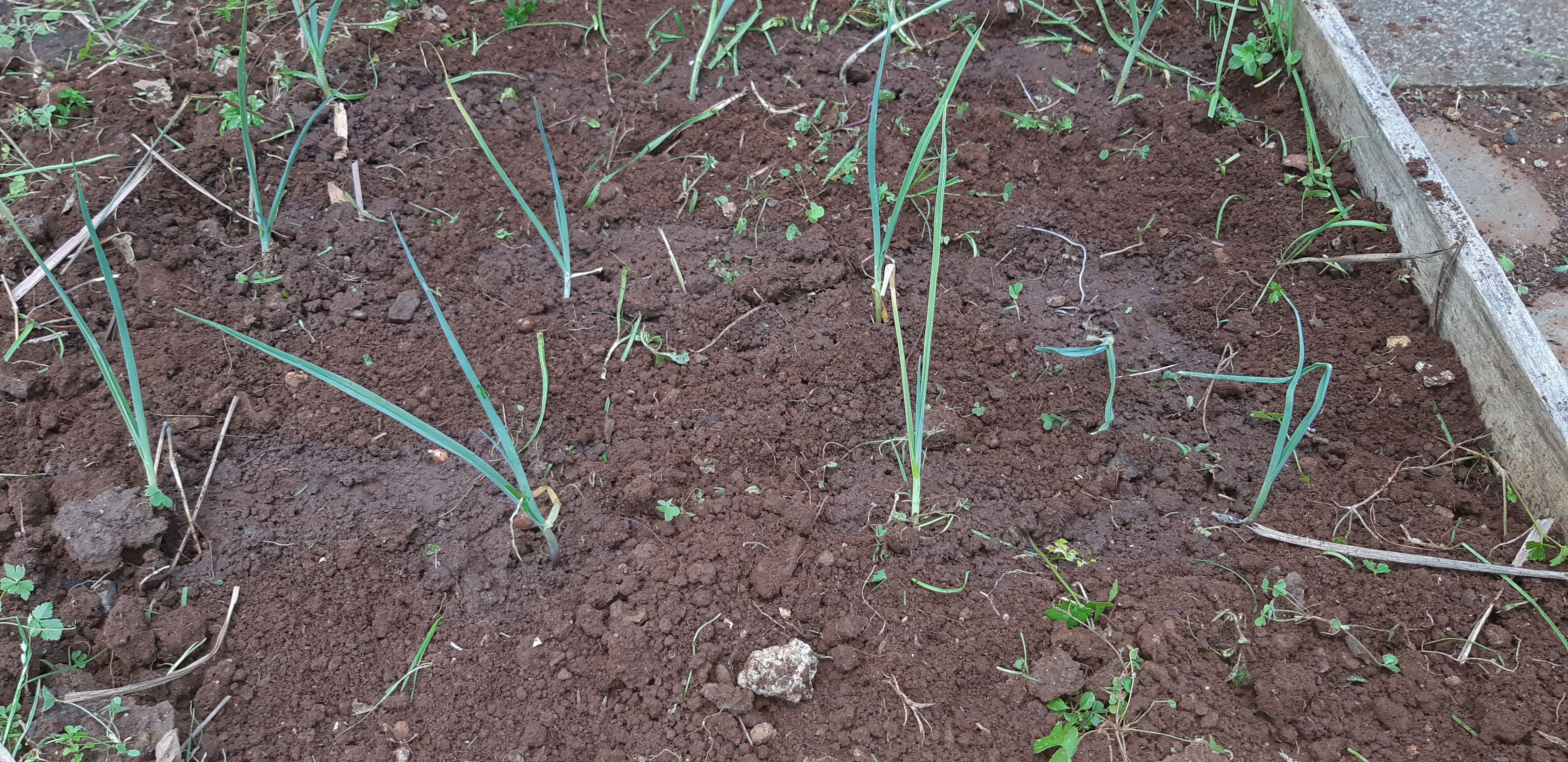 Plantação do cebolinho