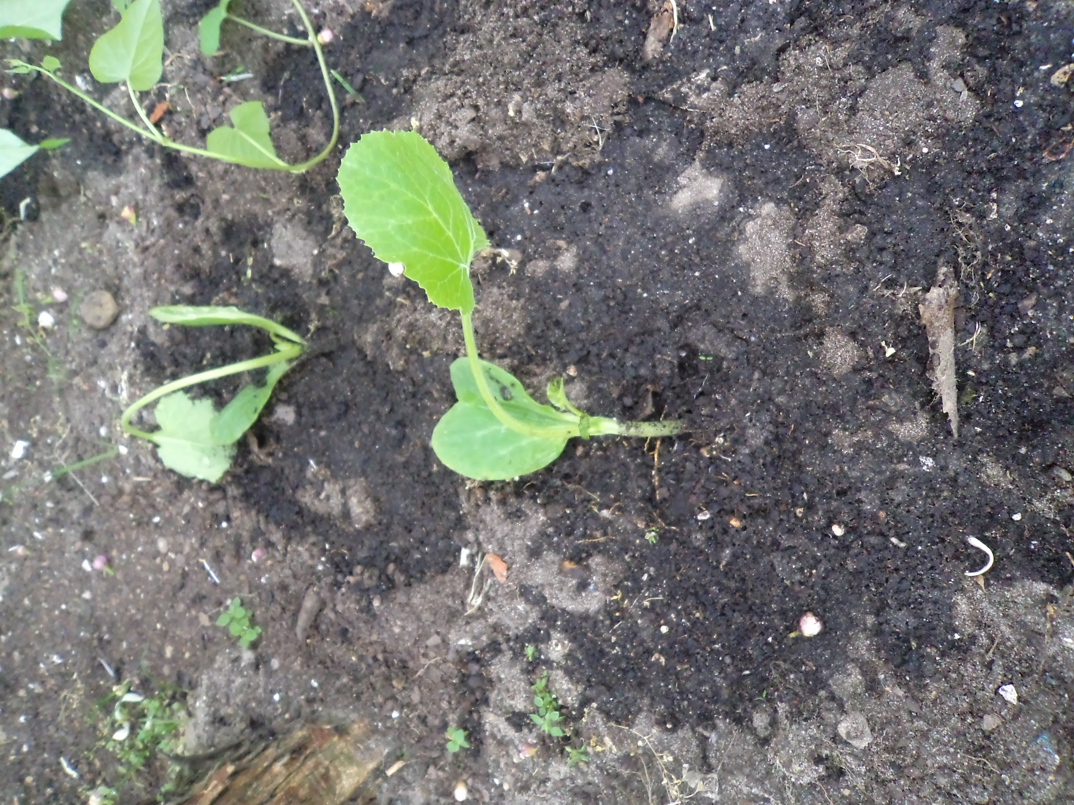 Courgete