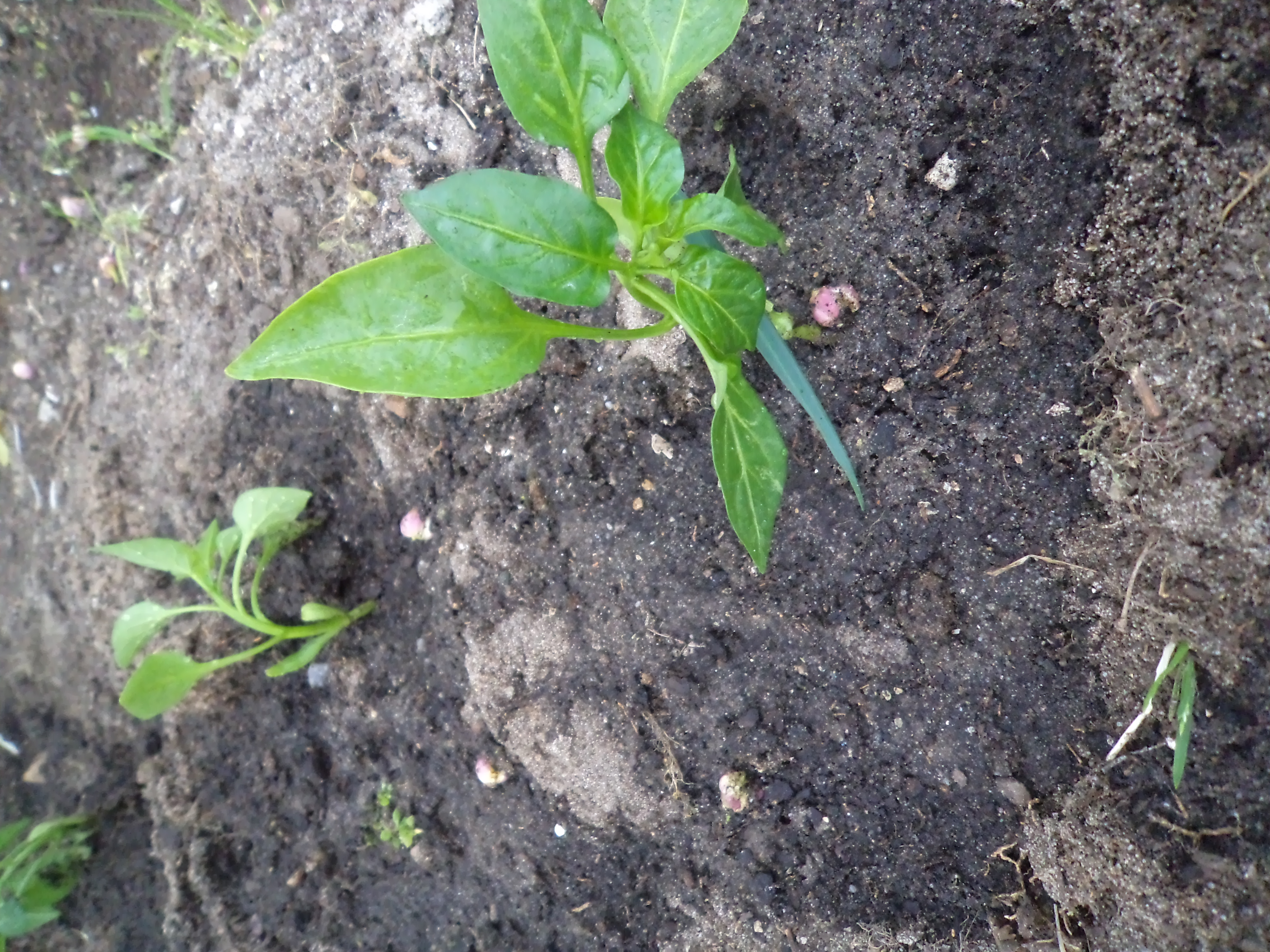 Pimenteiros