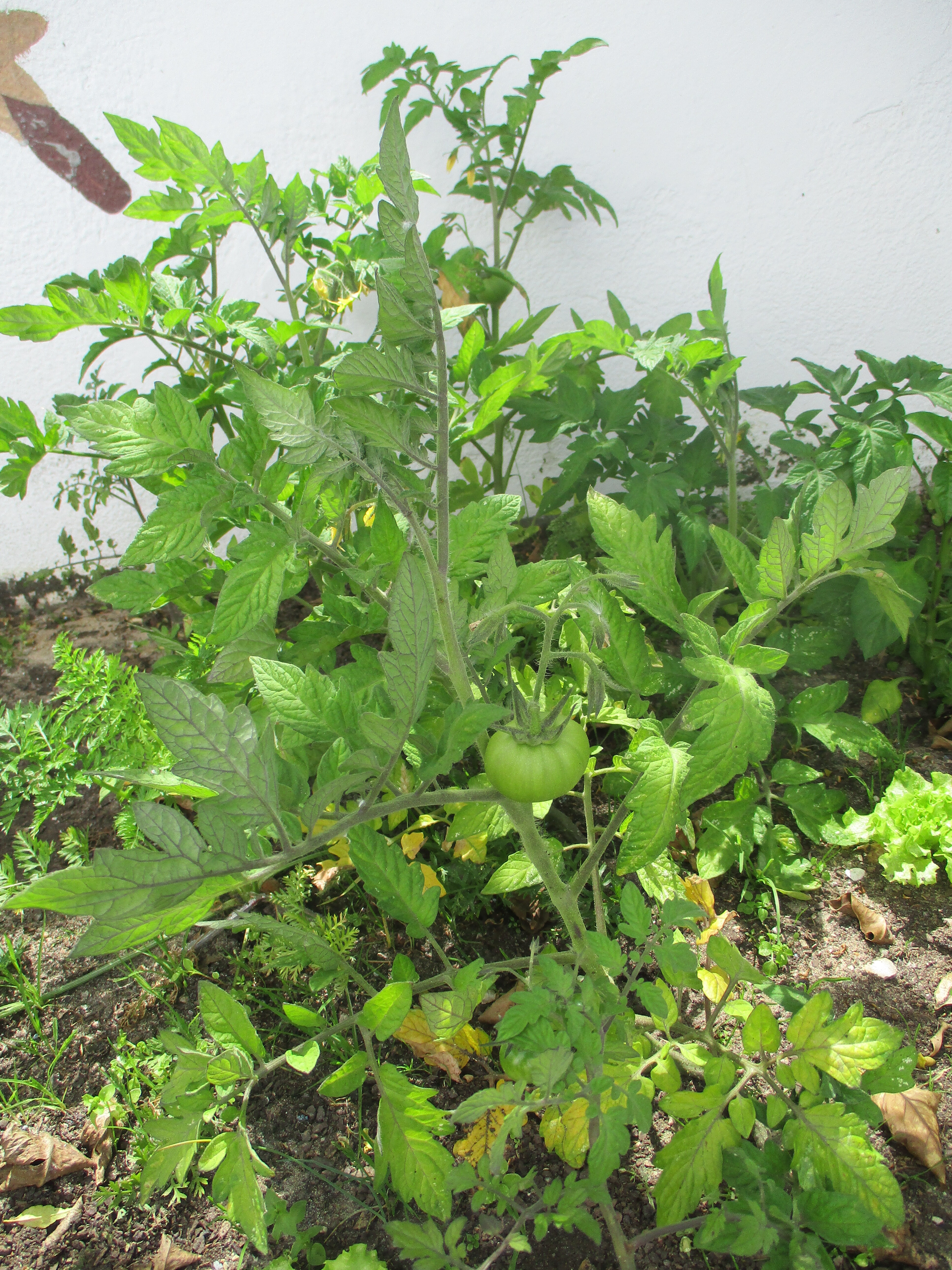Os tomateiros, já com tomates