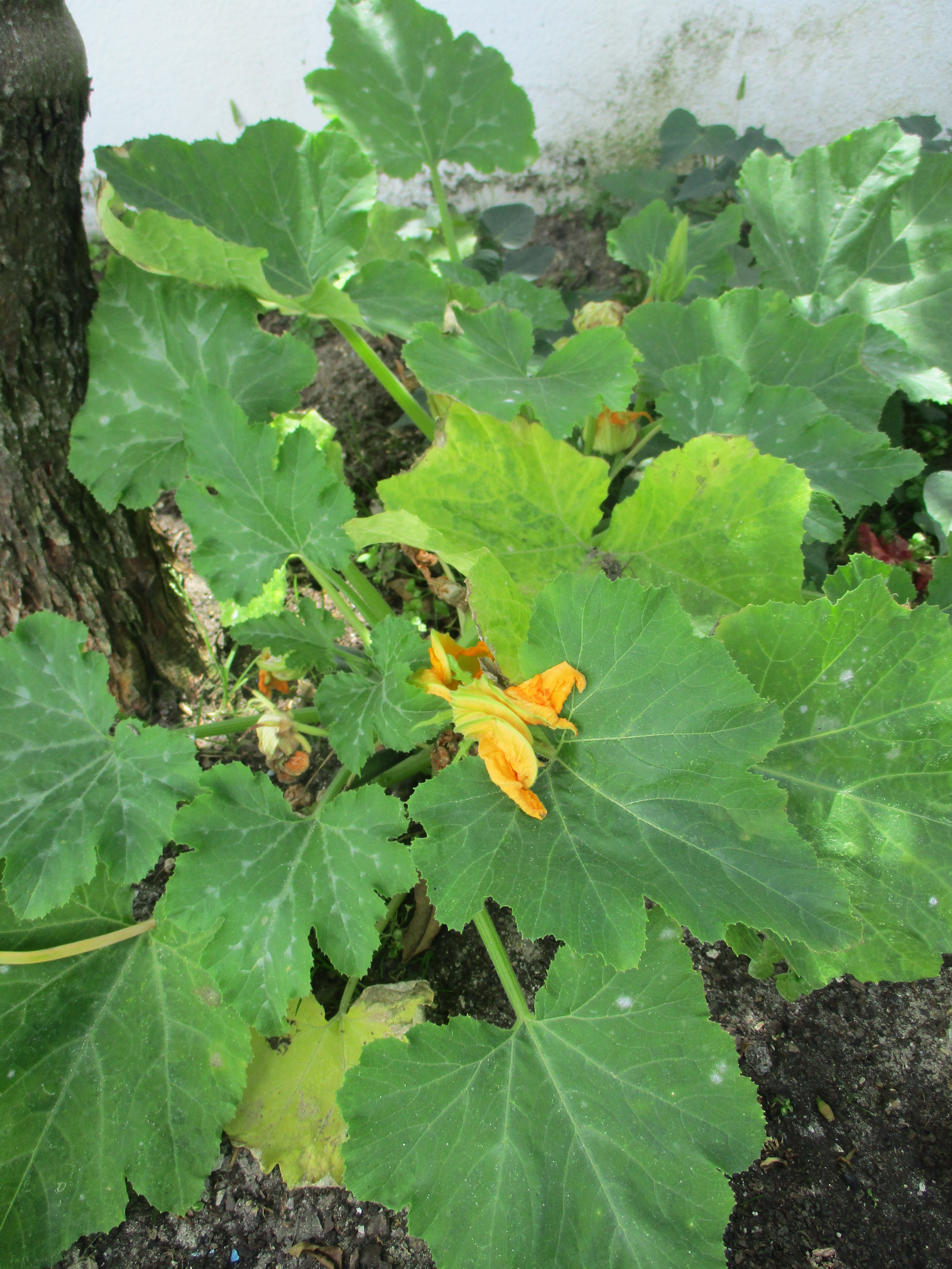 courgete em flor