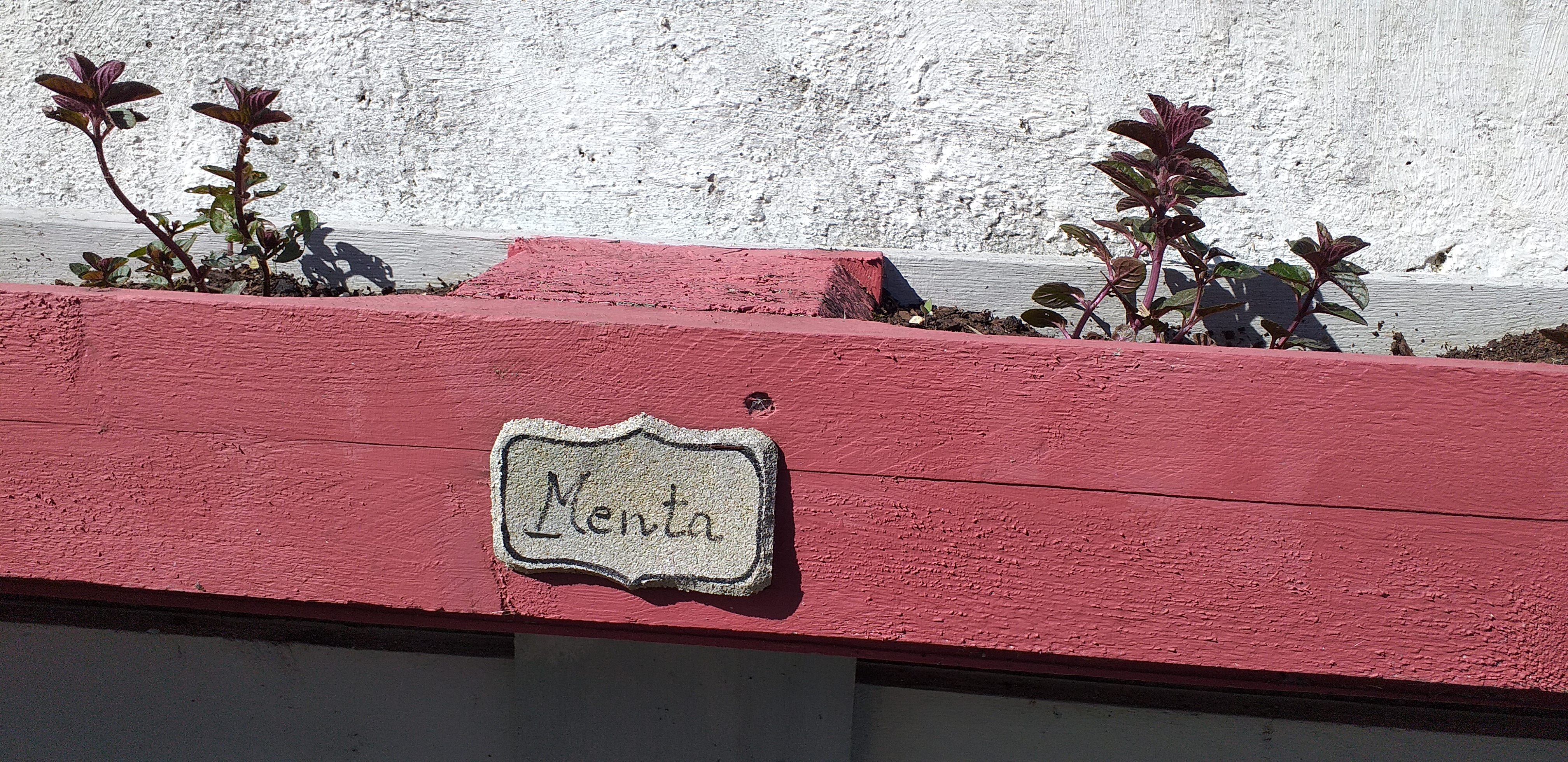 Menta