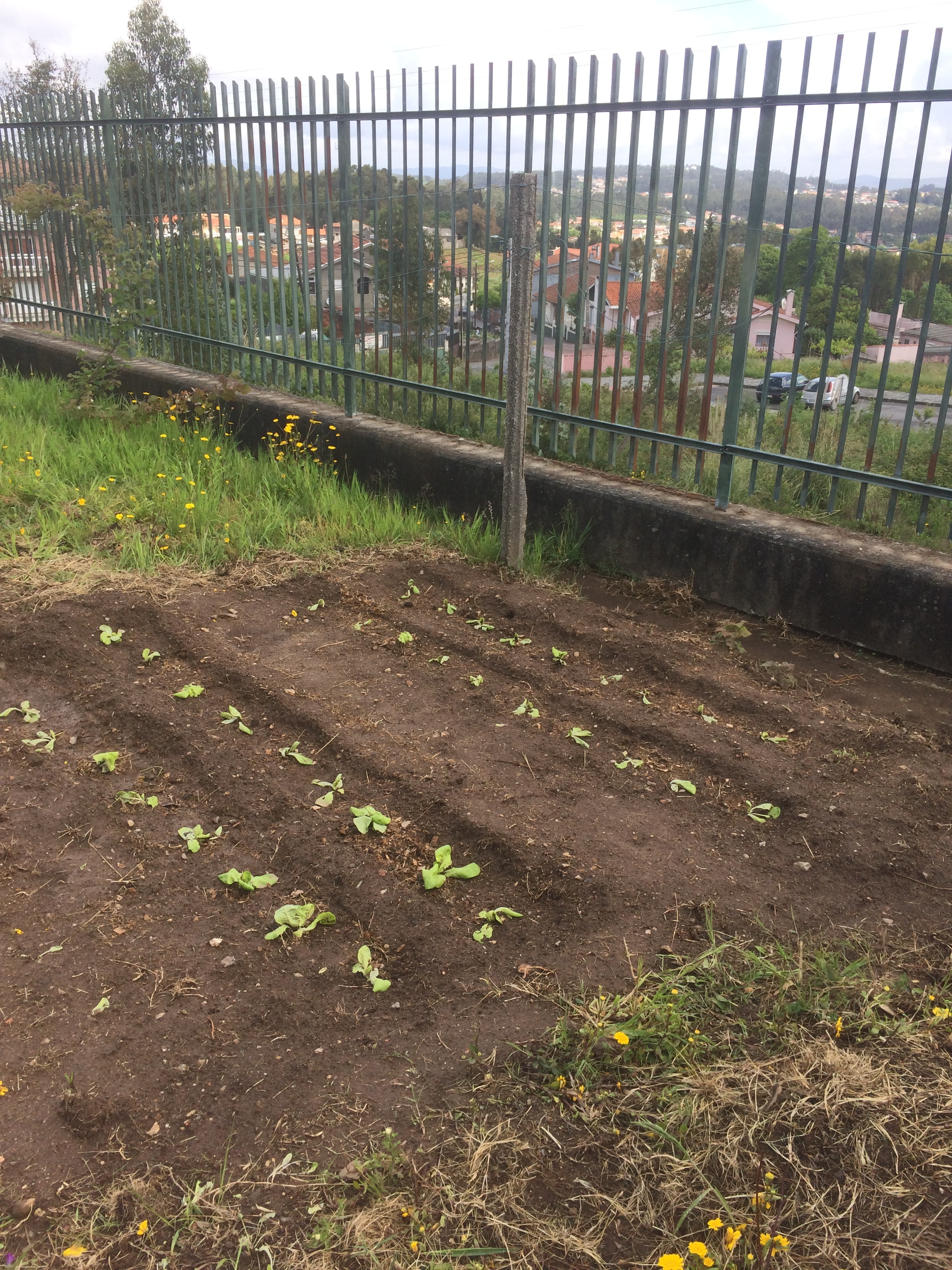 Primeiras plantações (alfaces).