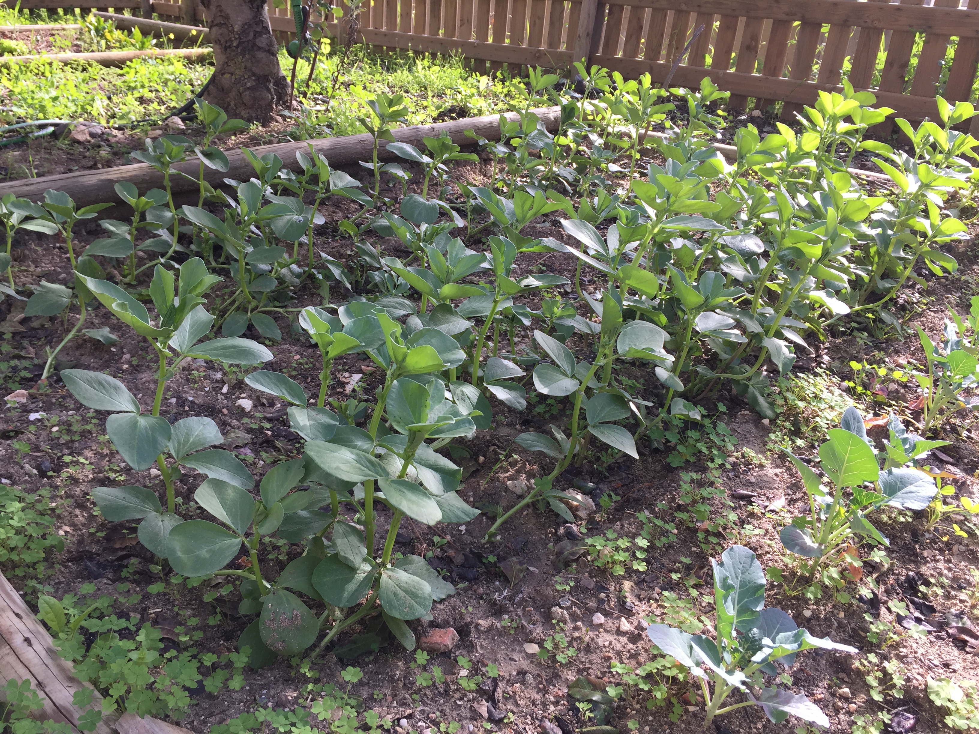 As favas estão a crescer