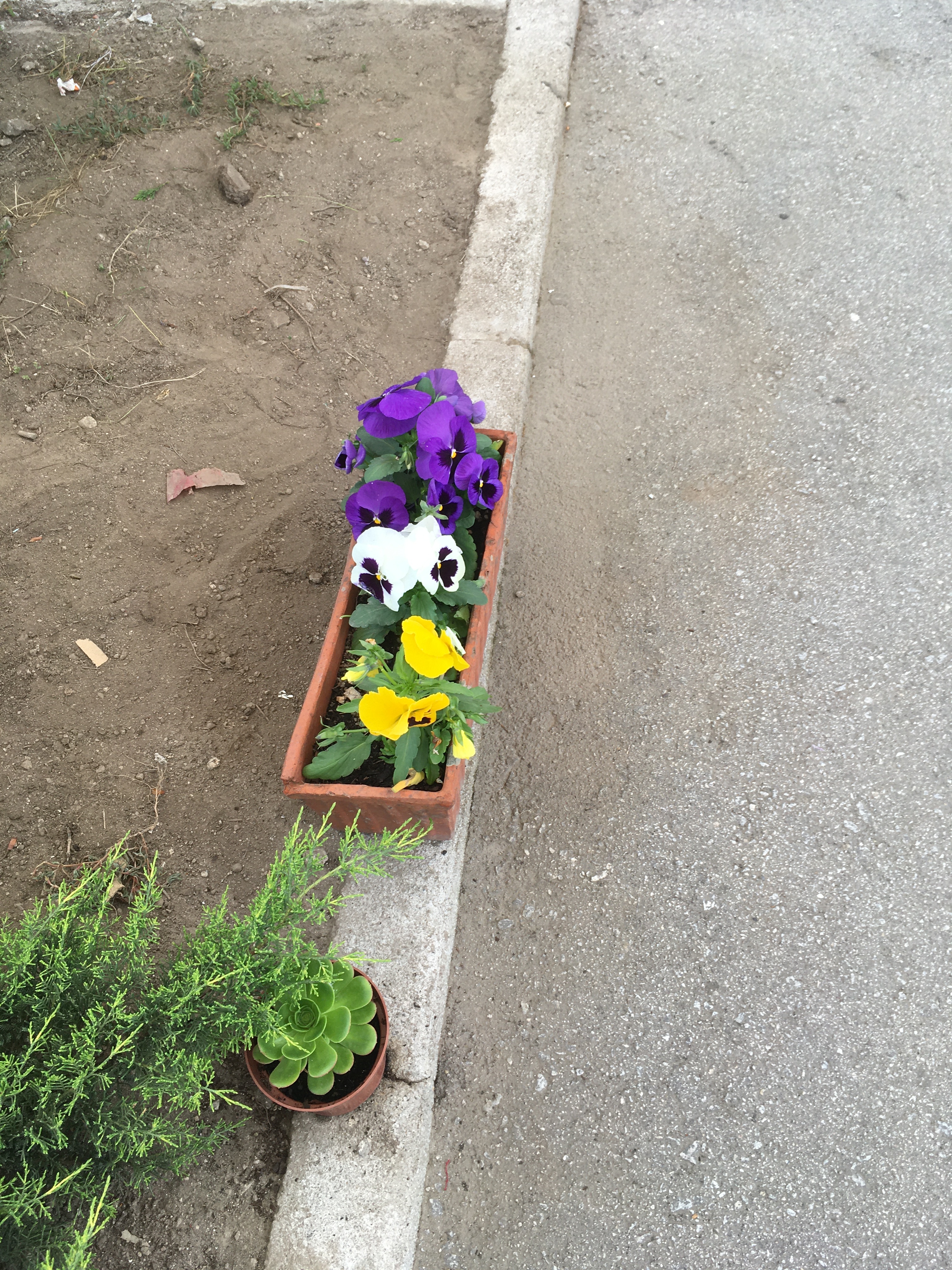 Plantamos amores perfeitos.