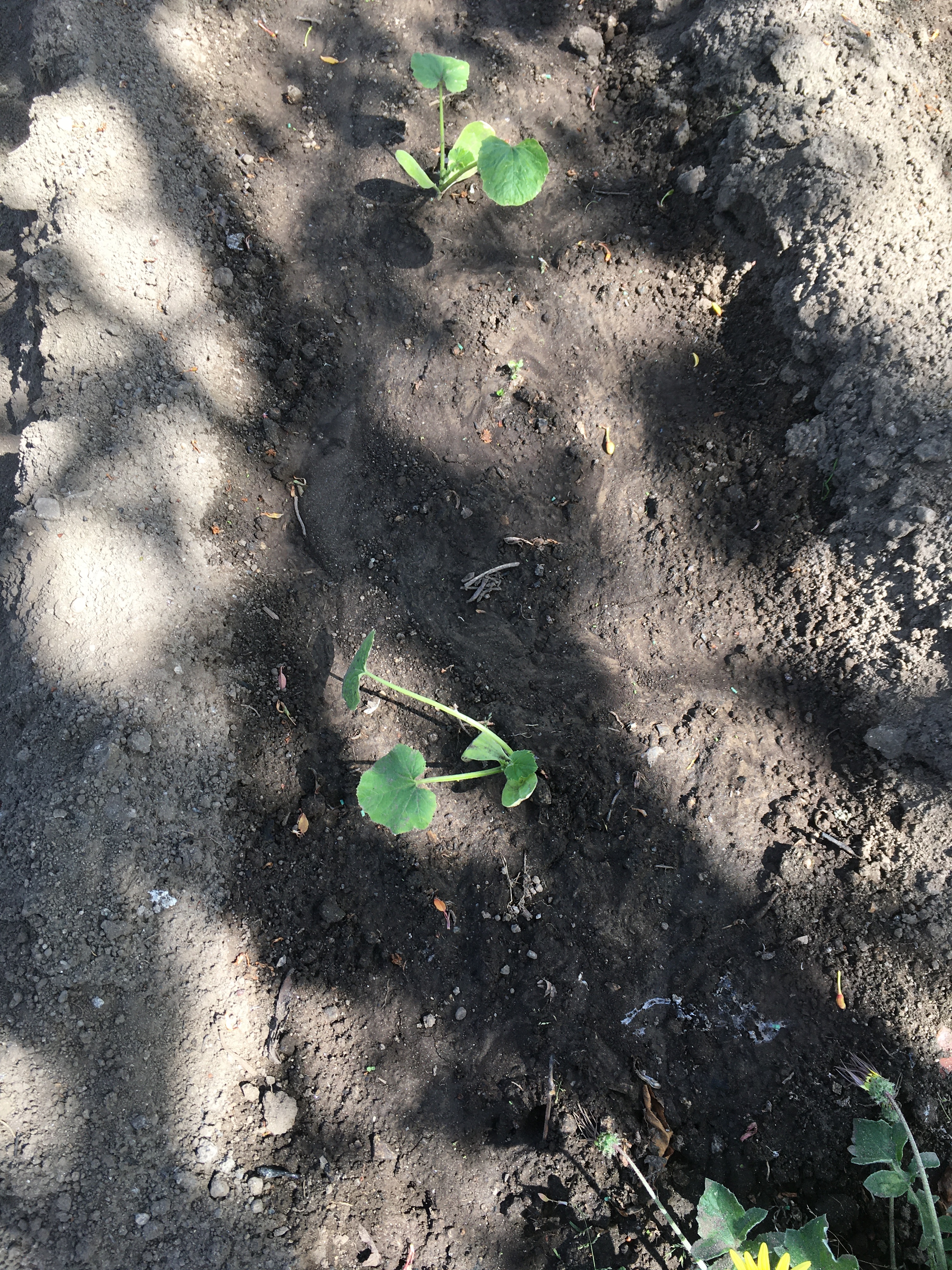 Plantamos curgetes