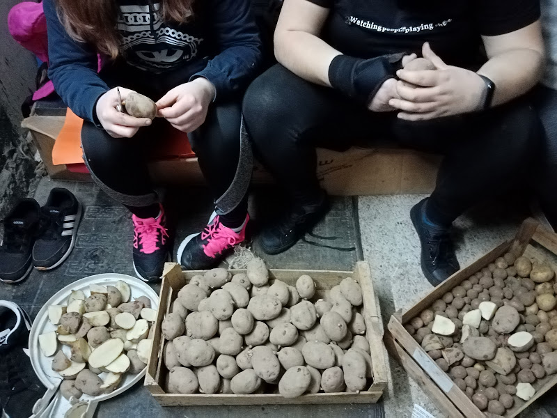 Preparar as batatas para semente