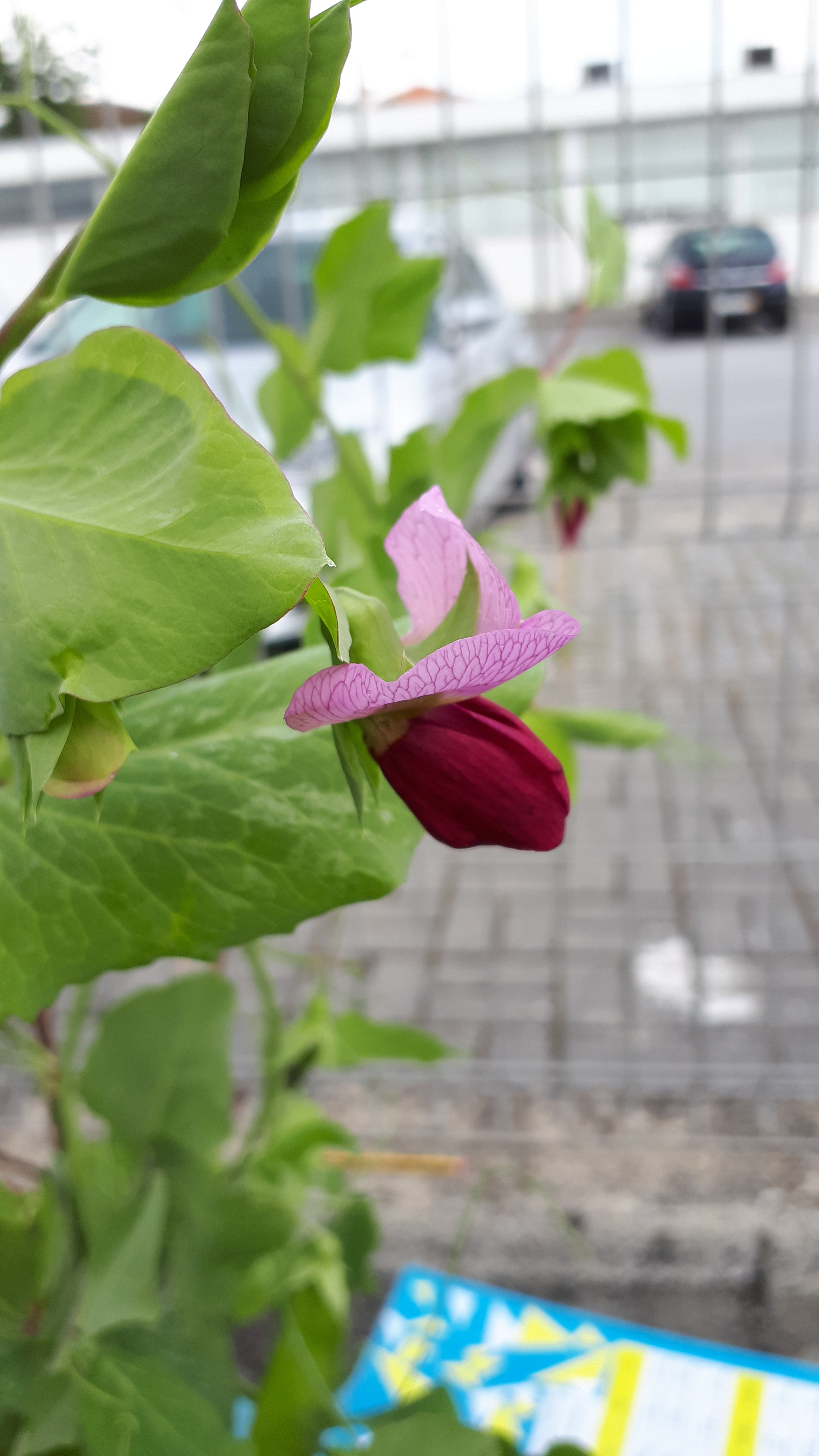 ervilha em flor
