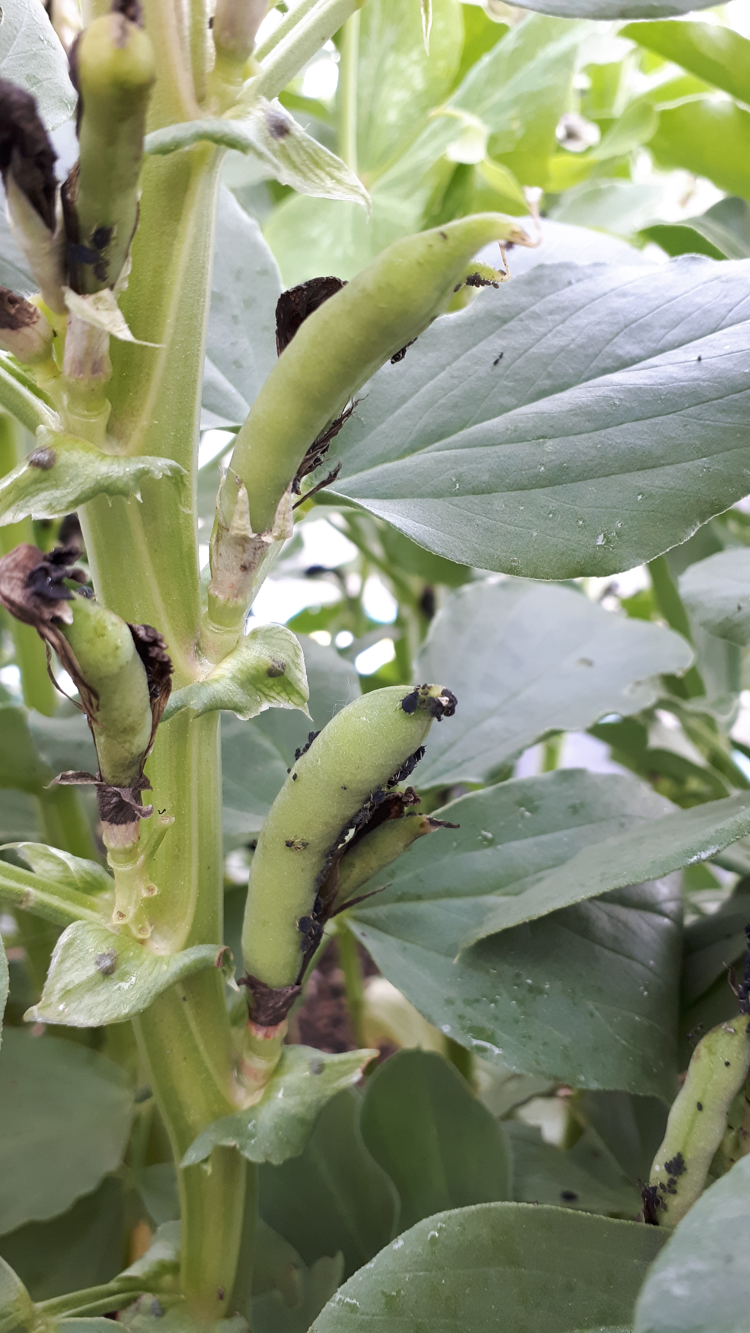 favas
