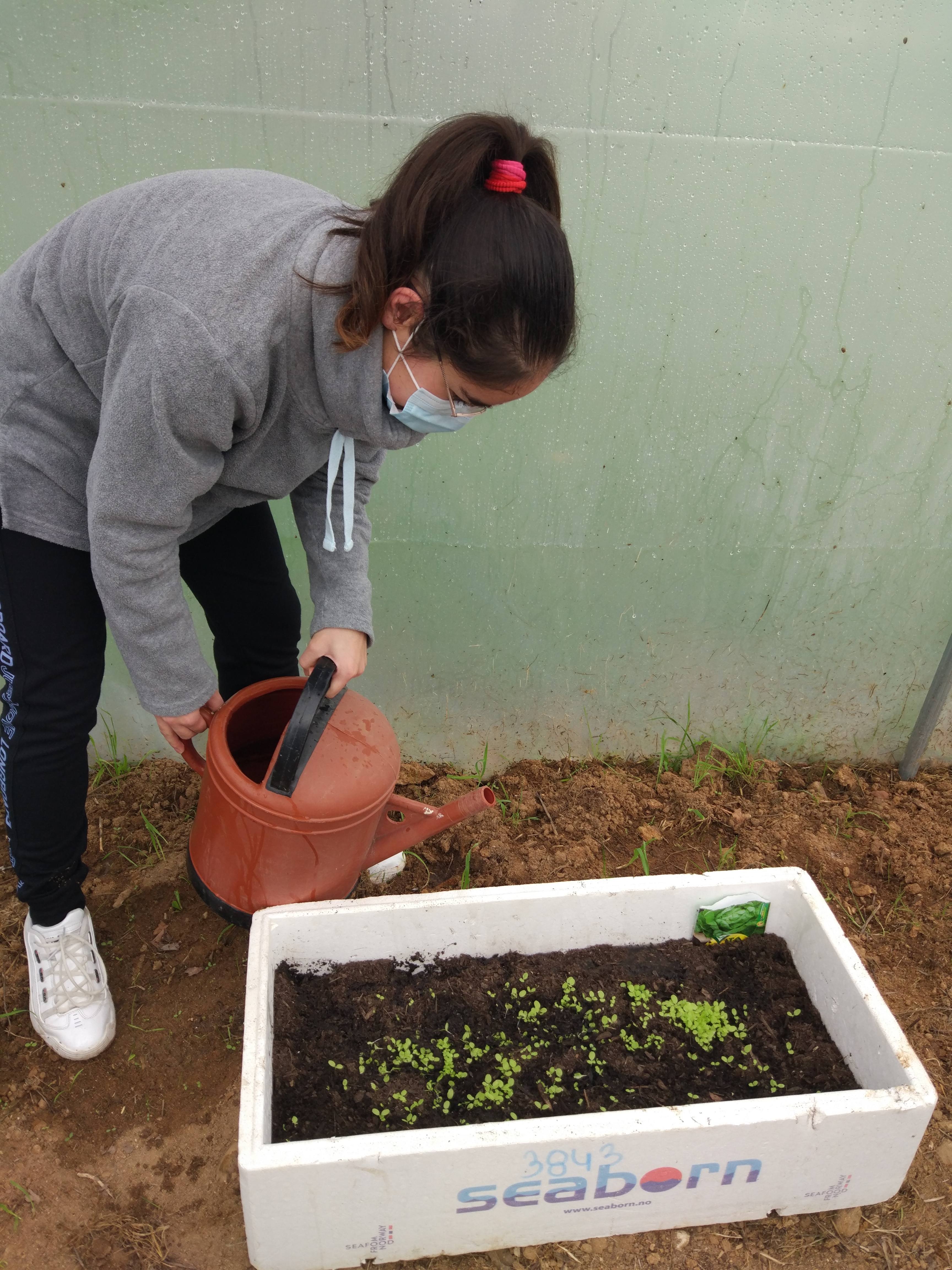 Sementeira e germinação  de alfaces na estufa
