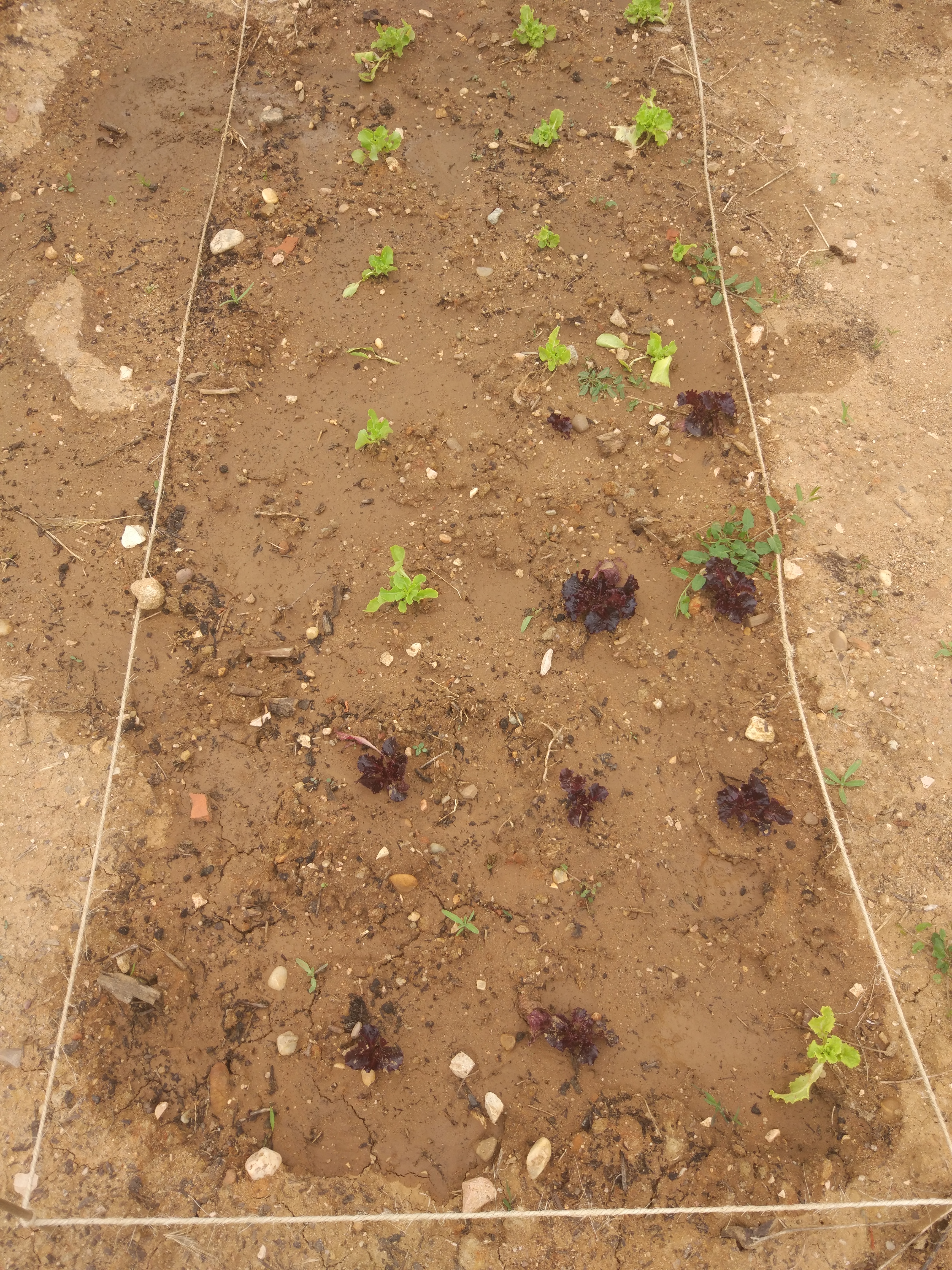 Alfaces de diversas variedades. Foram transplantados da estufa onde foram colocadas as sementes a germinar.