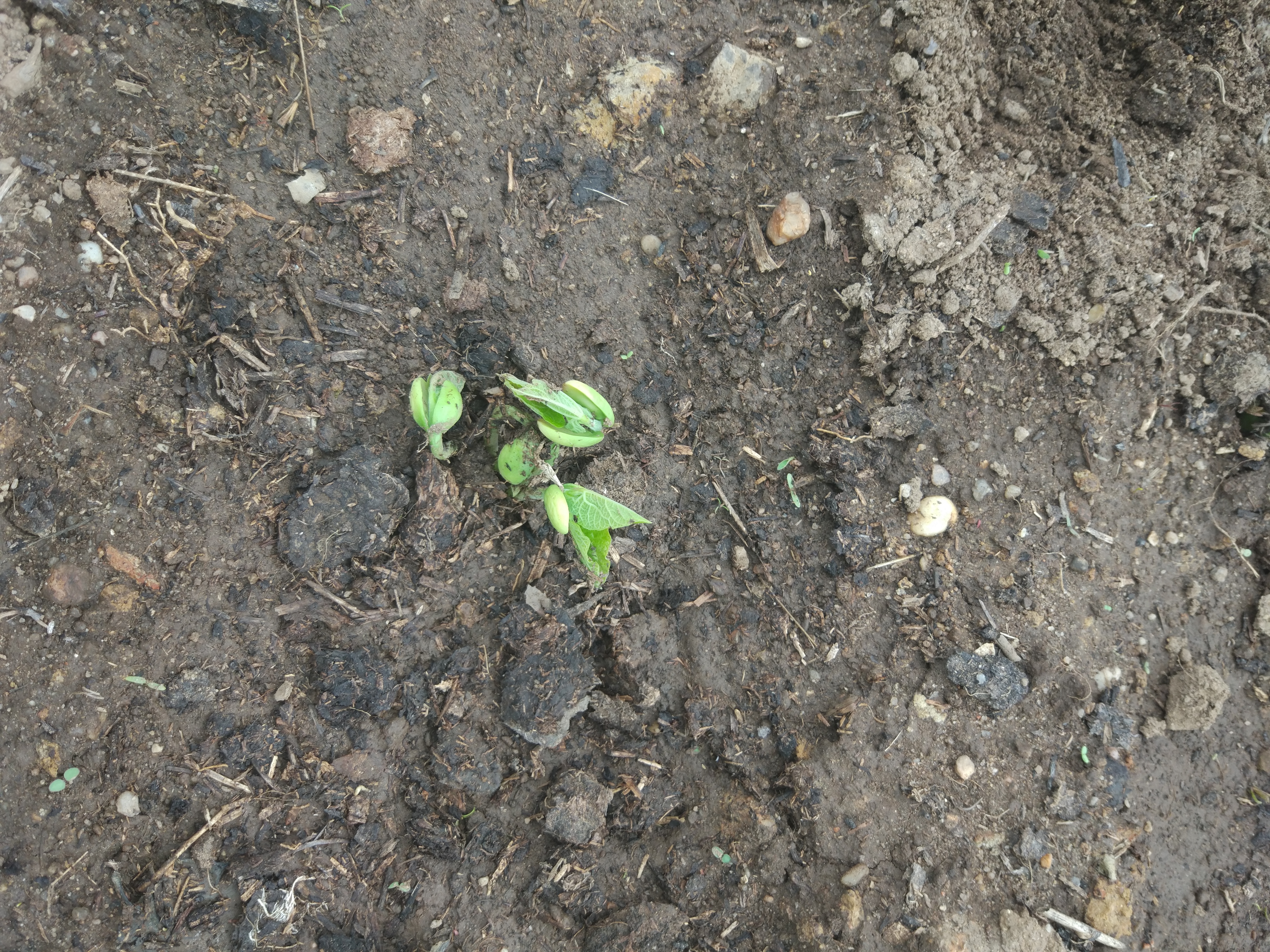 Feijão rasteiro em germinação. as sementes foram  colocadas diretamente na terra da horta da capuchinha.