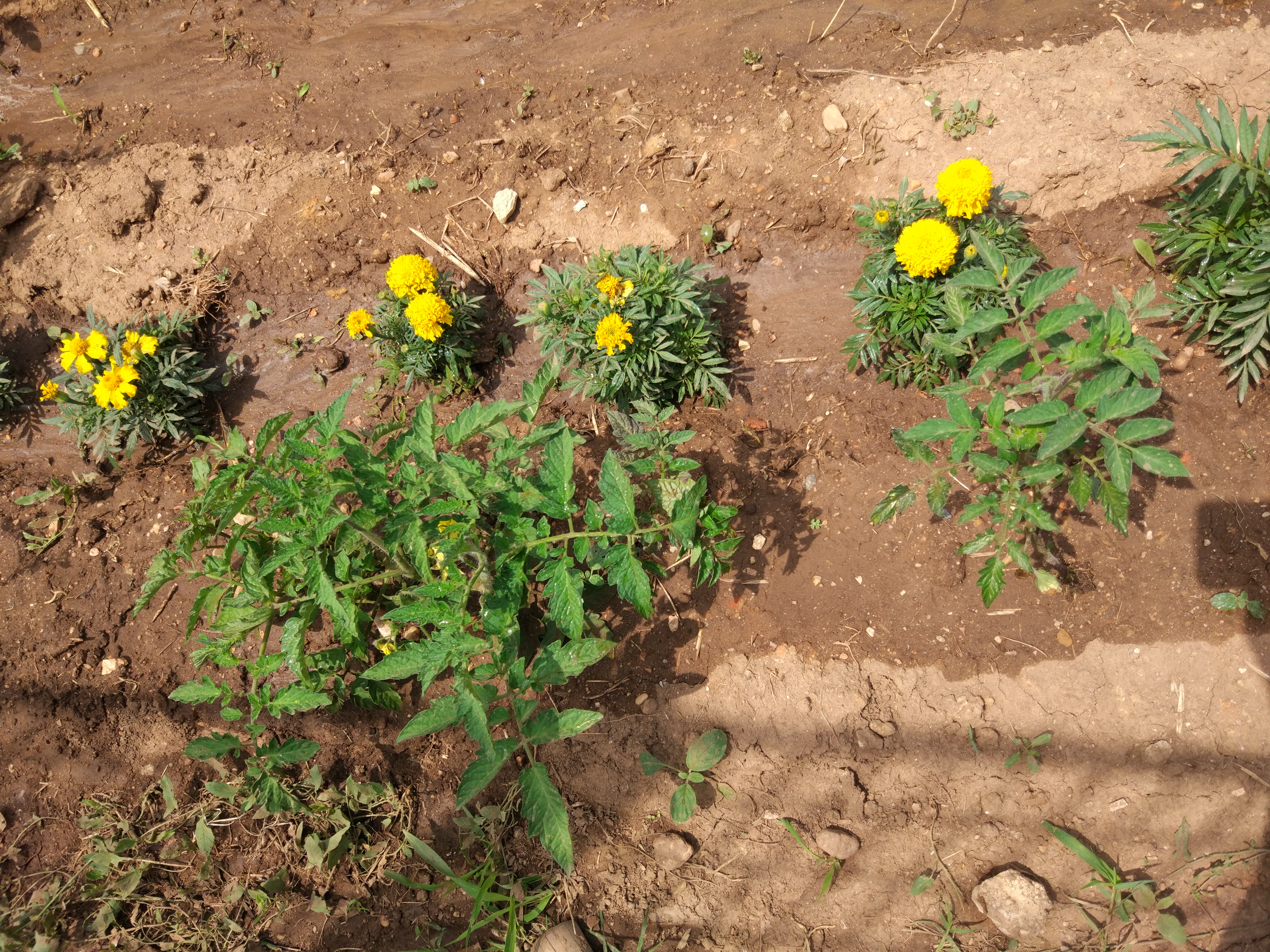 Os tomateiros e os tagetes. Uma consociação  de culturas favorável em Agricultura Biológica.