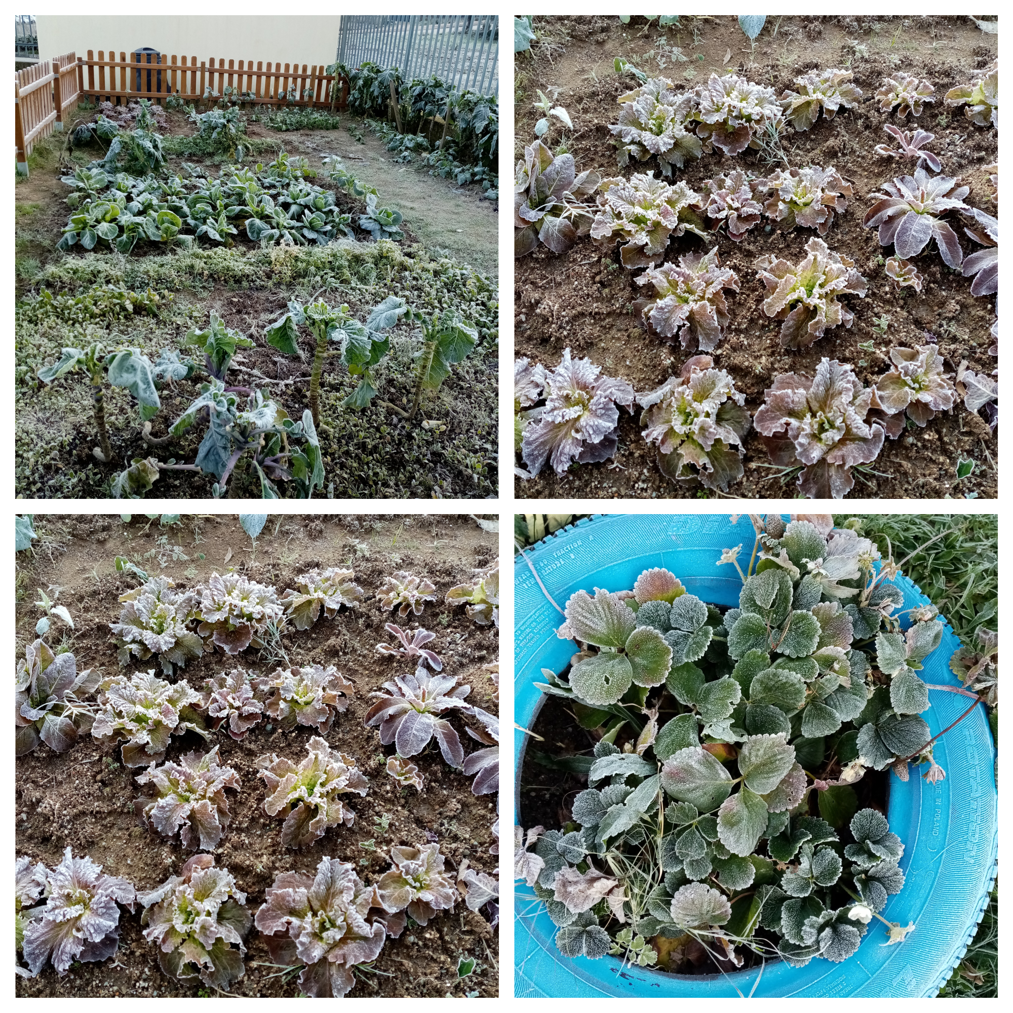 Os nossos legumes todos "enregelados"