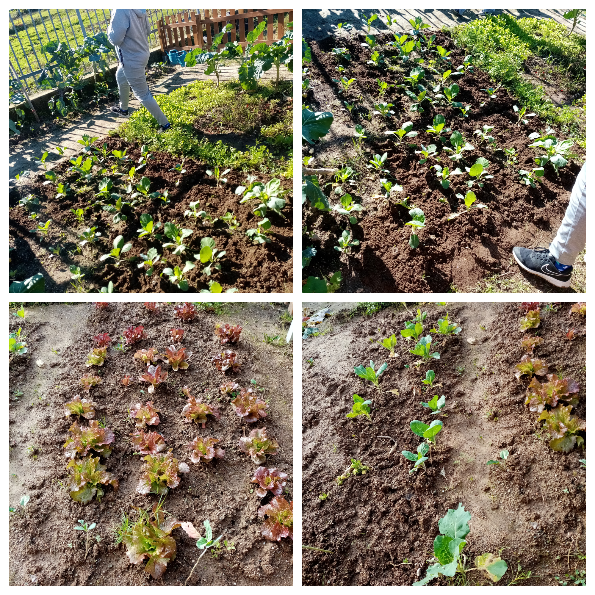 Plantação de vários tipos de produtos hortícolas