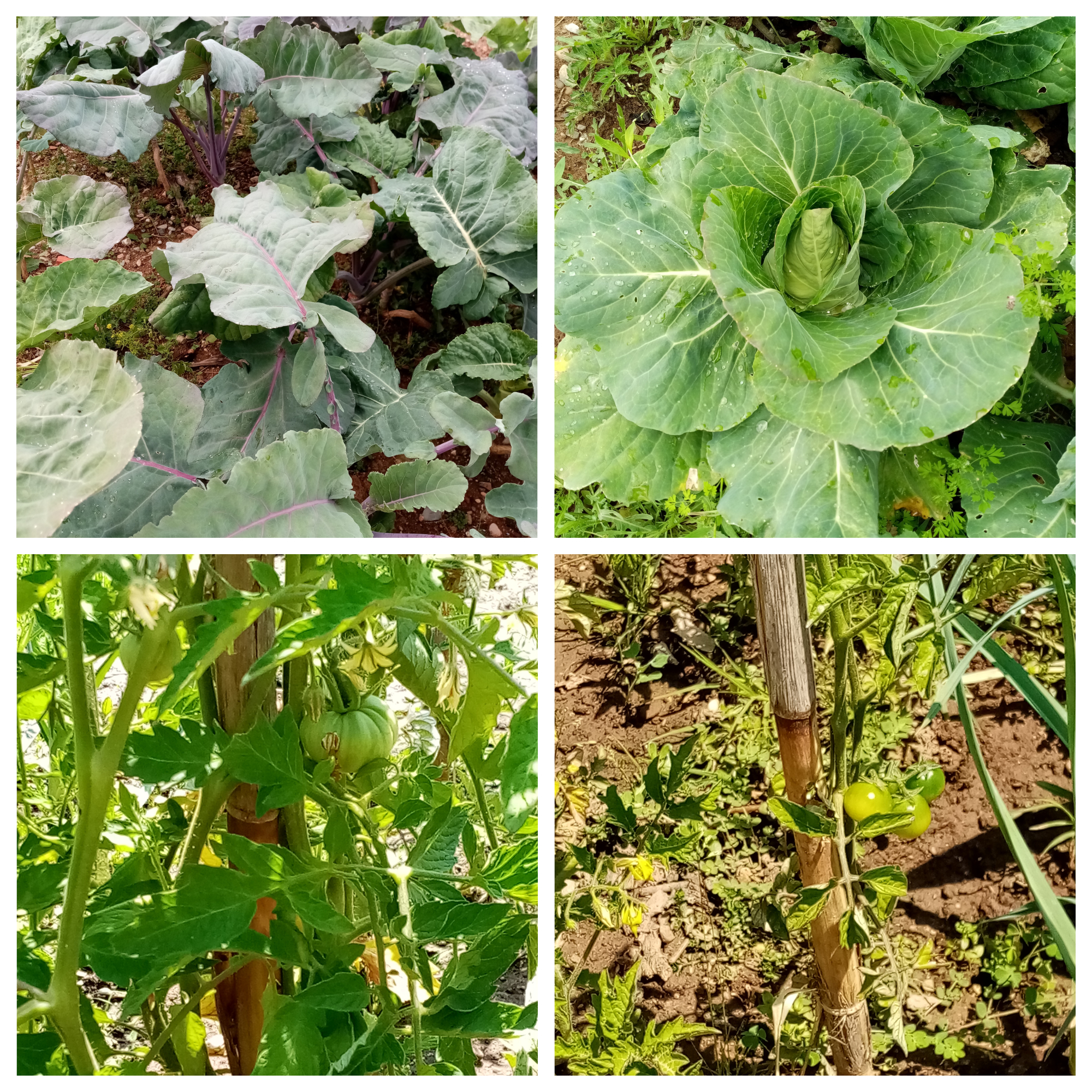 hortícolas
