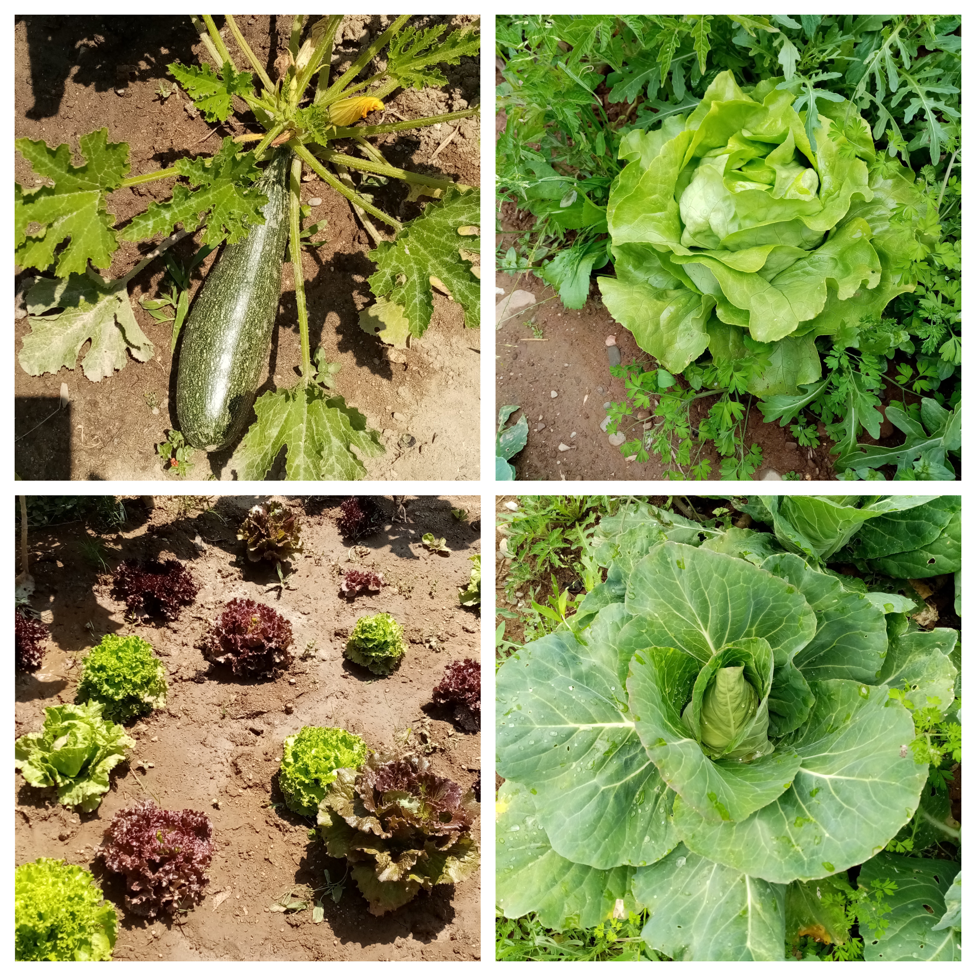 hortícolas