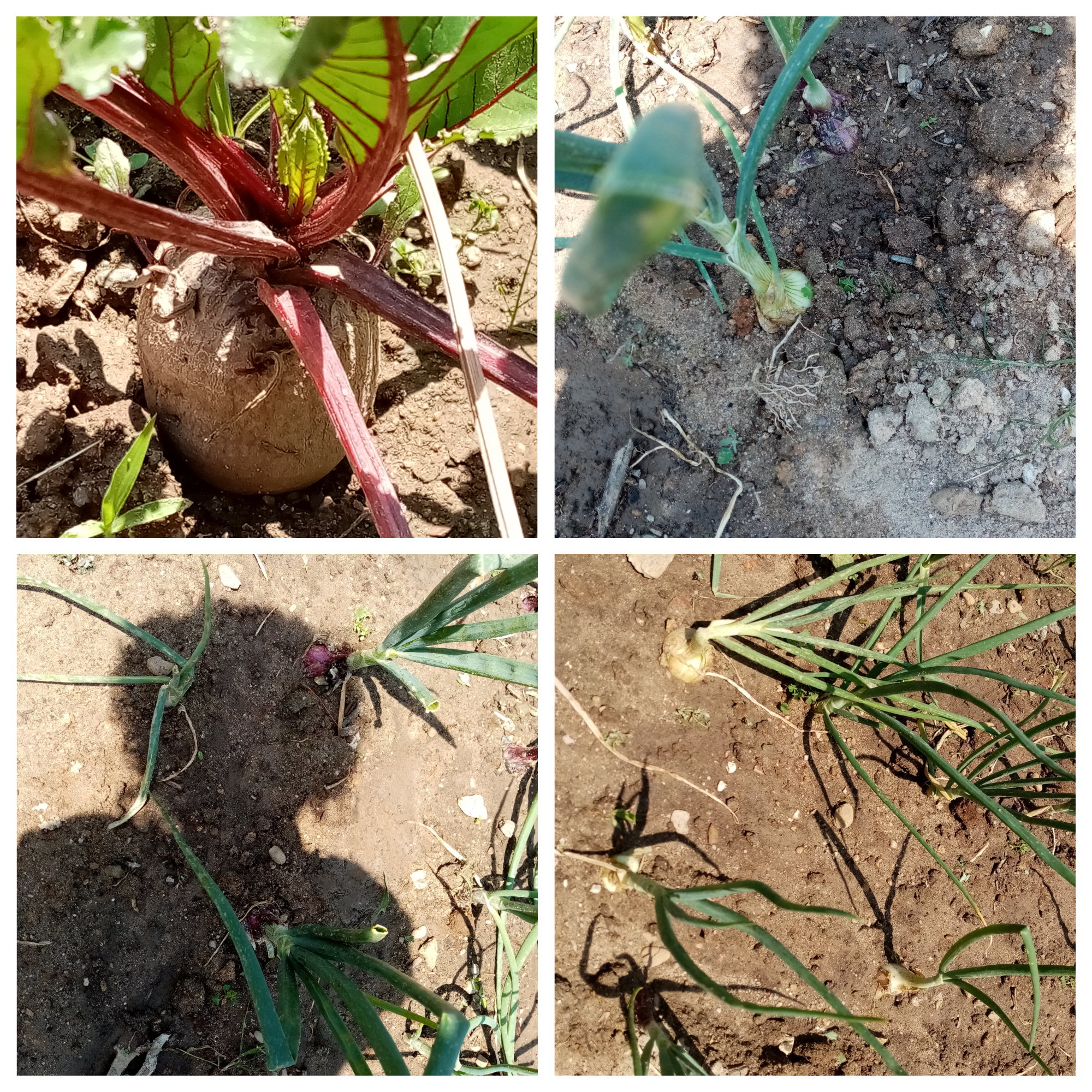 hortícolas