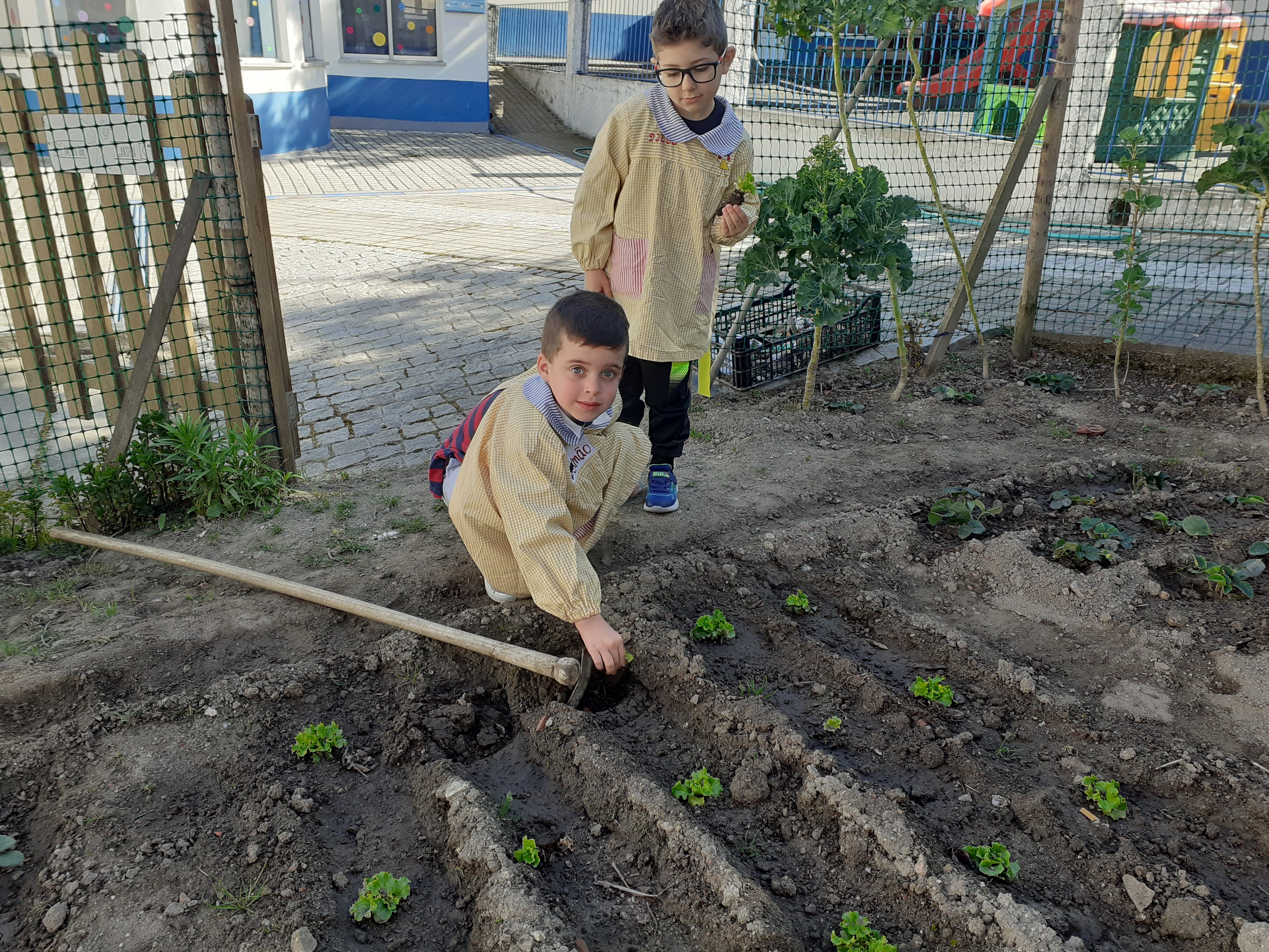 Plantação de alfaces na horta da “Mafaldinha”.