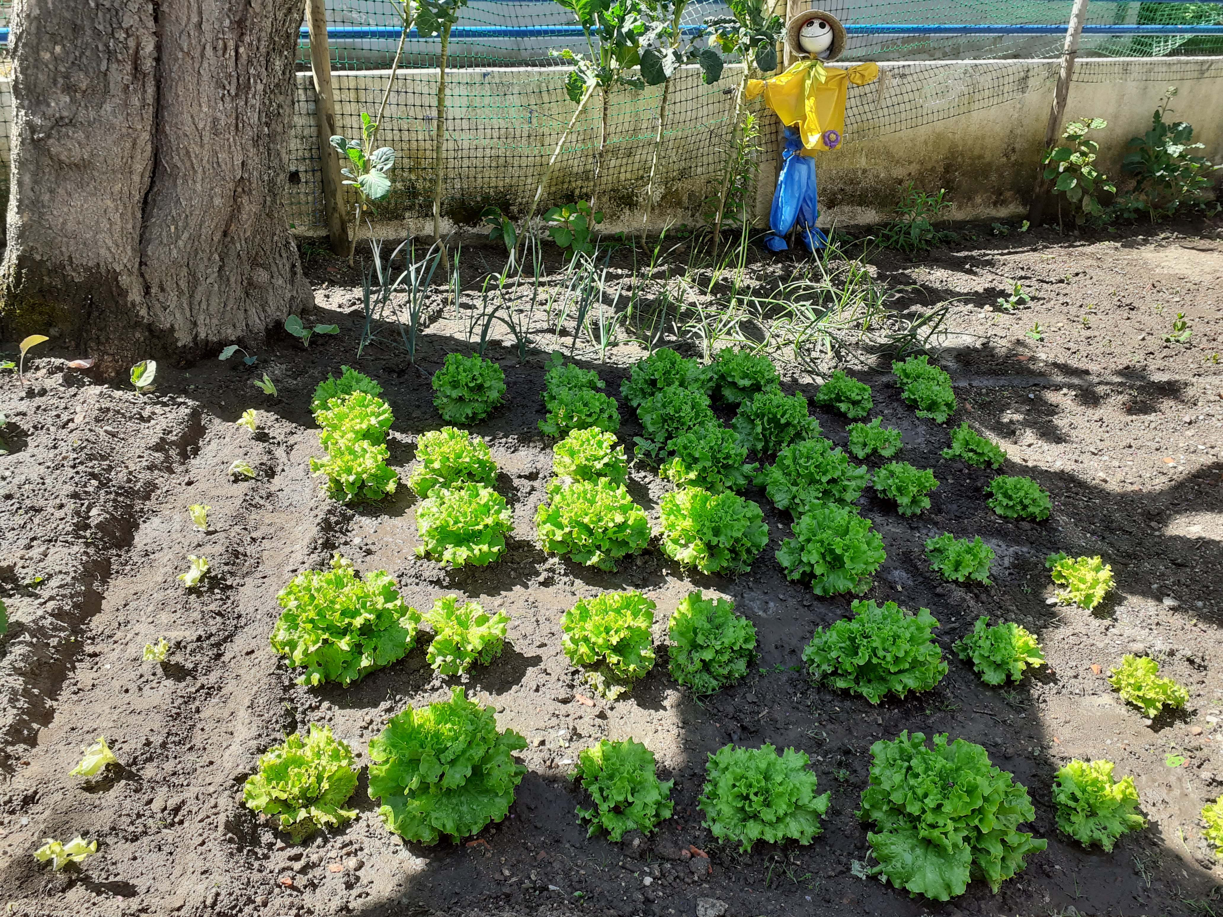 Produtos cultivados na horta da "Mafaldinha" (alfaces).