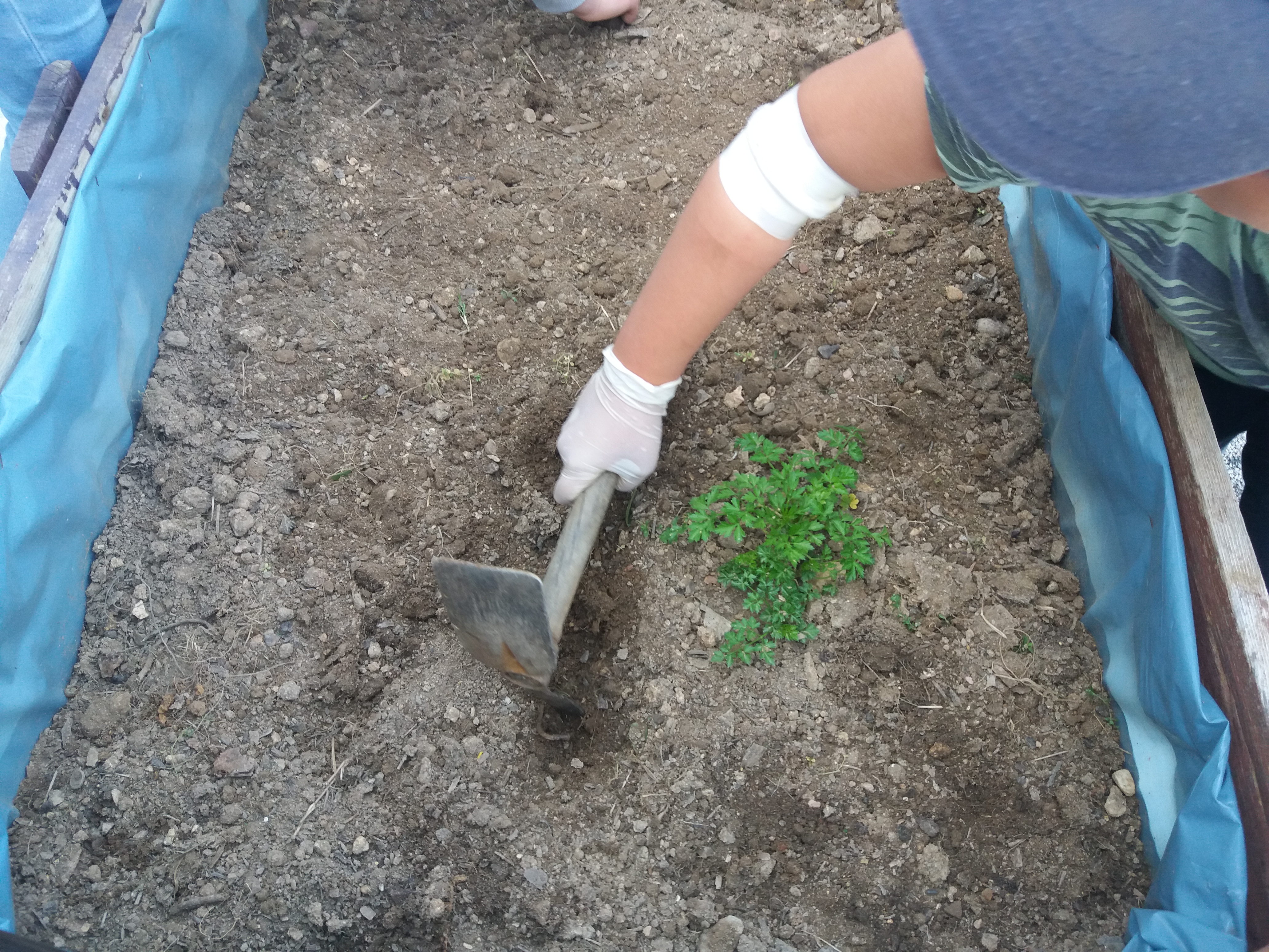 Os alunos preparam a terra dos canteiros que servirão para futuras pequenas plantações da horta.
