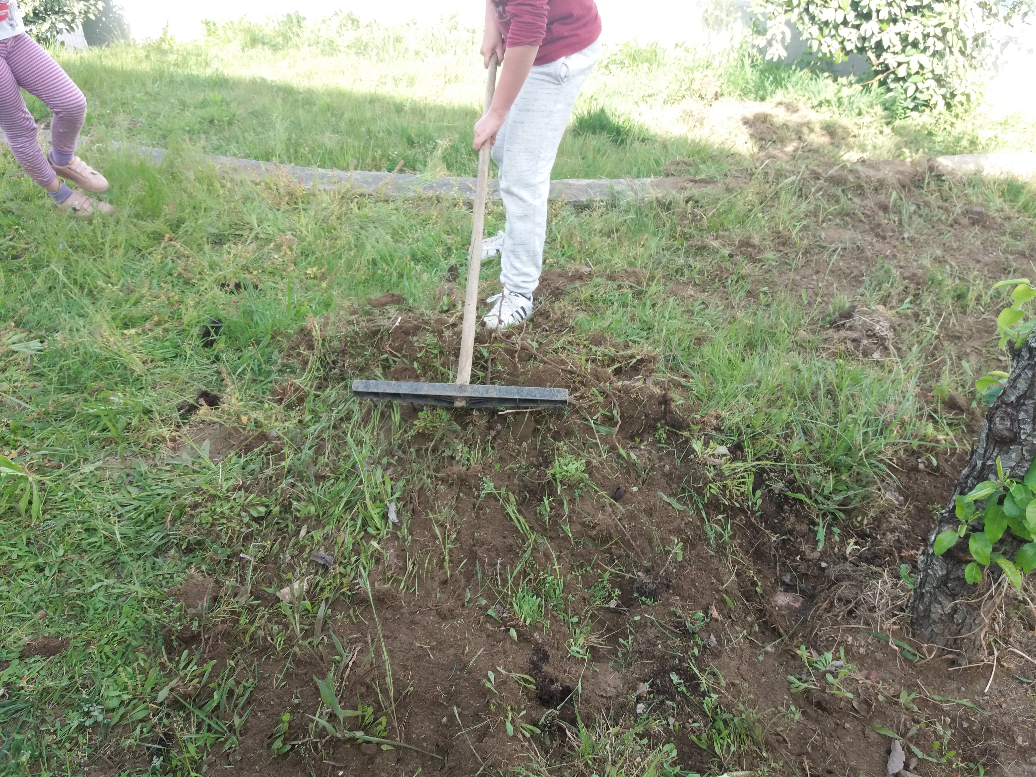 Os alunos, professores e auxiliares preparam a terra que este ano servirá para uma horta um pouco maior.