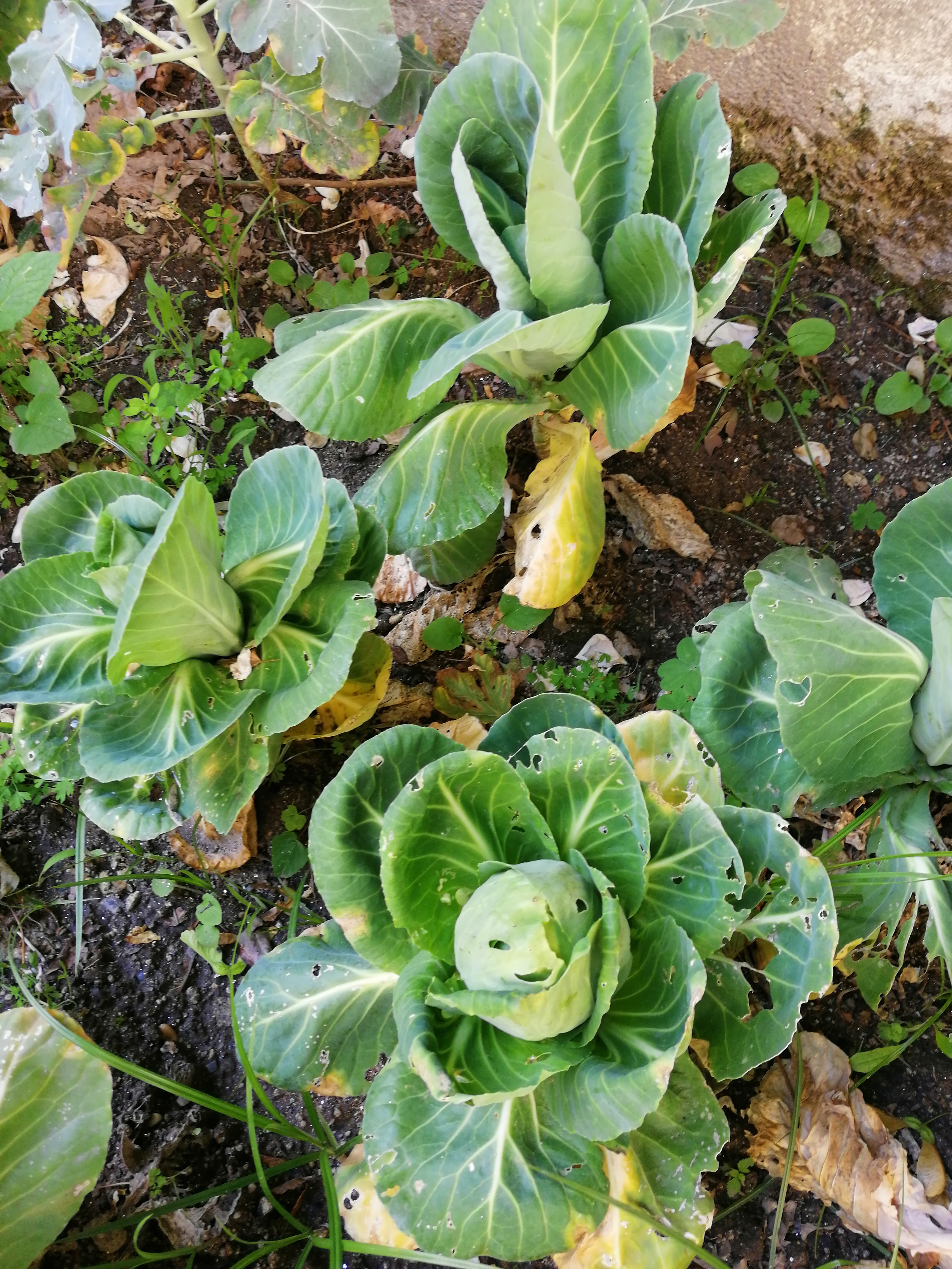 Plantação repolho.