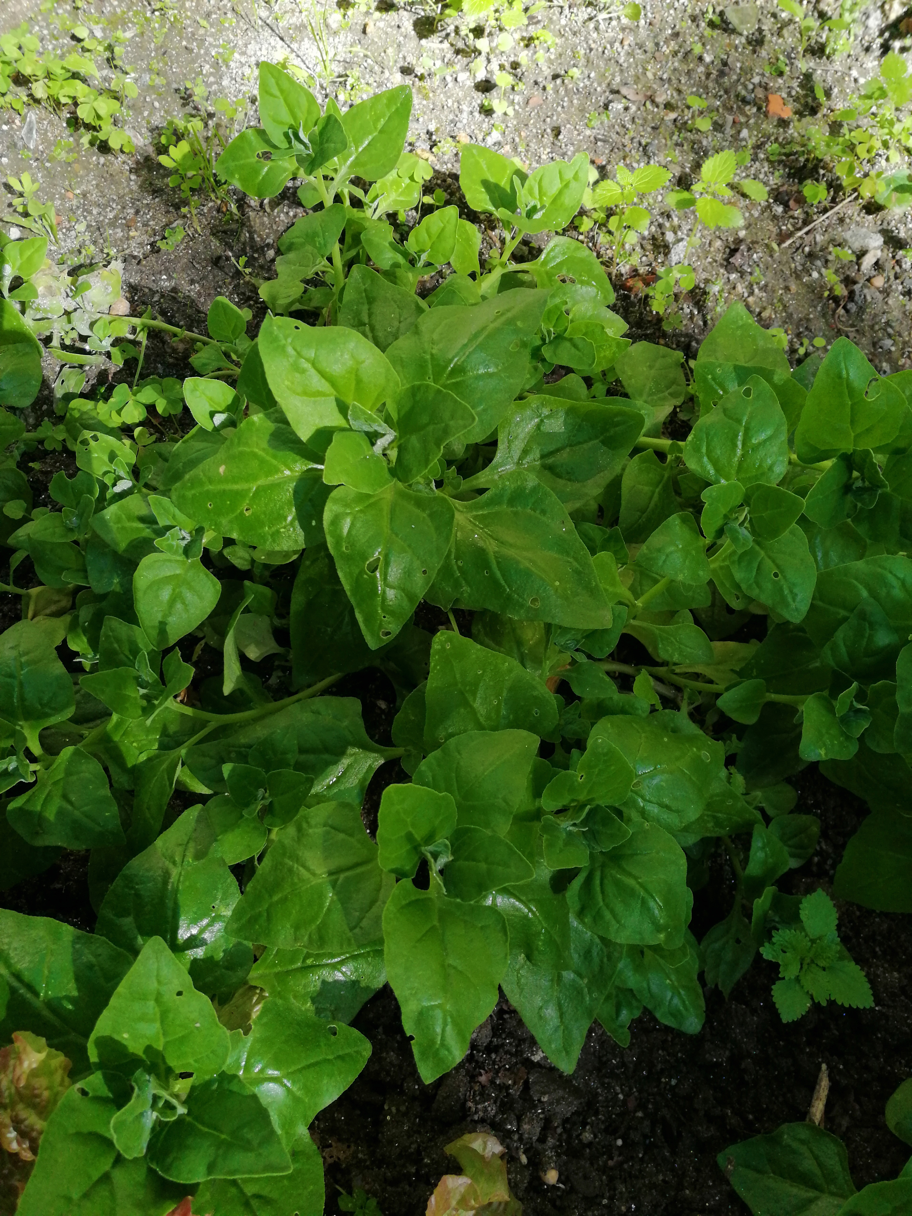 Plantação espinafre.