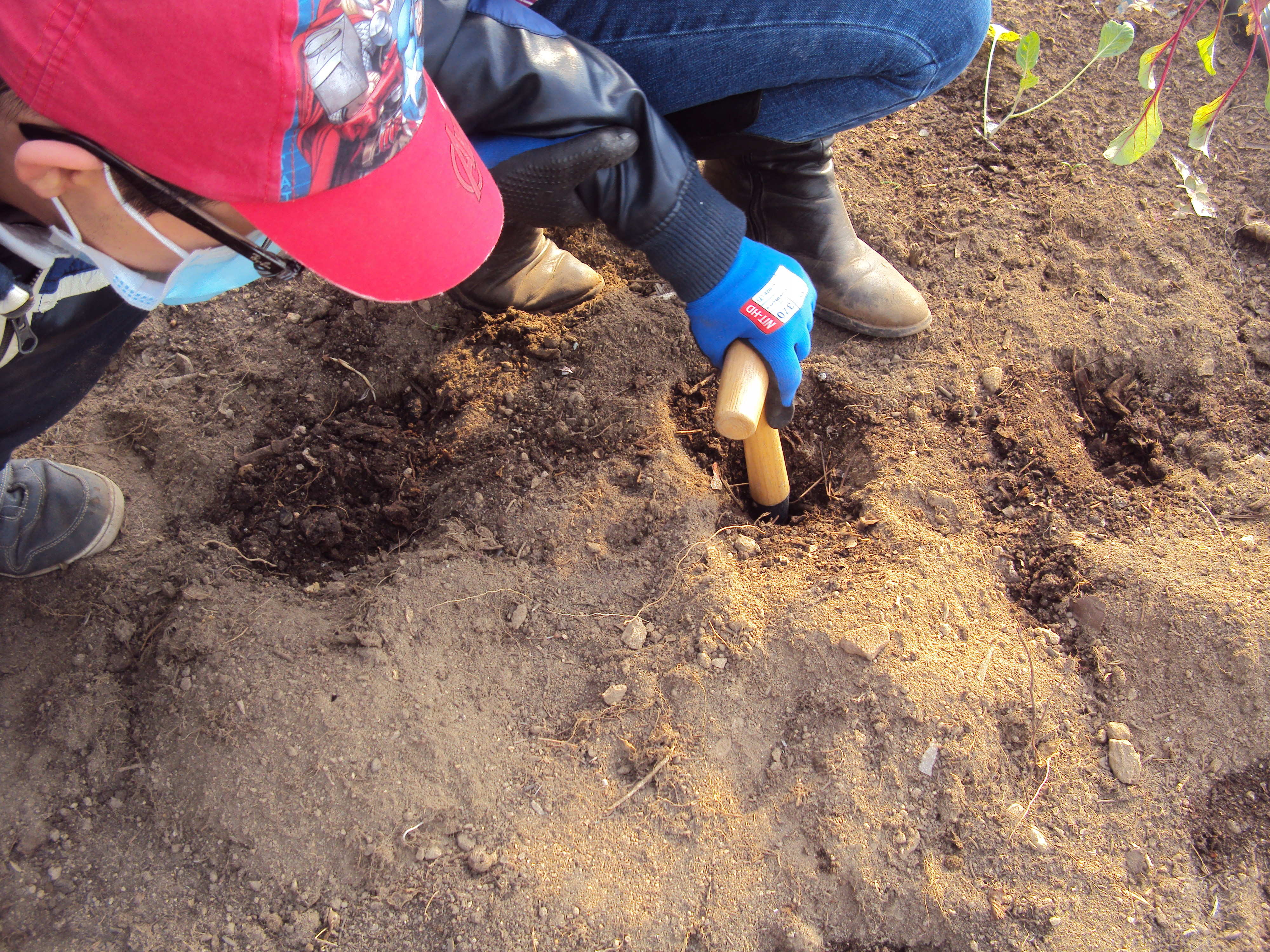 Início dos trabalhos na Horta Bio em Outubro de 2020 plantação de Beterraba após o solo ter sido revolvido e com a adição composto retirado da compostagem.