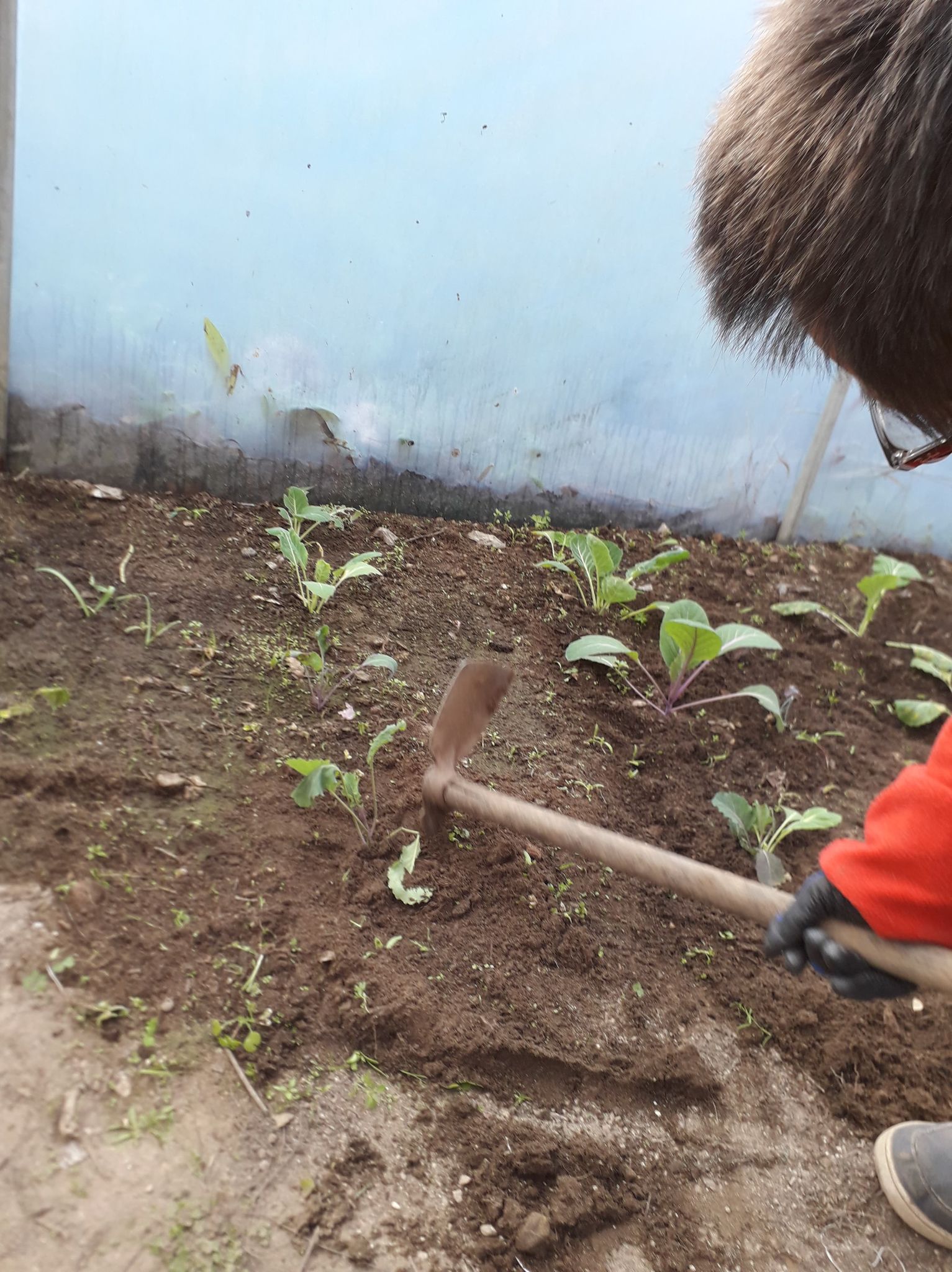 Plantação de couve e brócolos. O Márcio está a chegar o solo para junto das plantas.