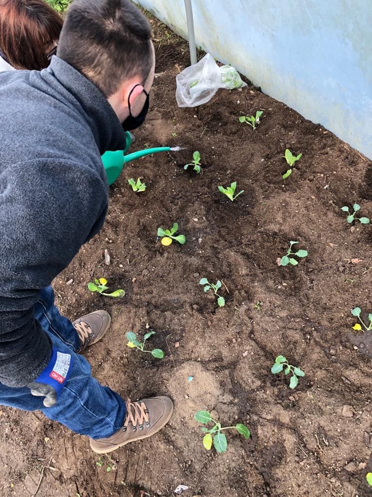 Rega das plantas após a plantação feita pelo Pedro