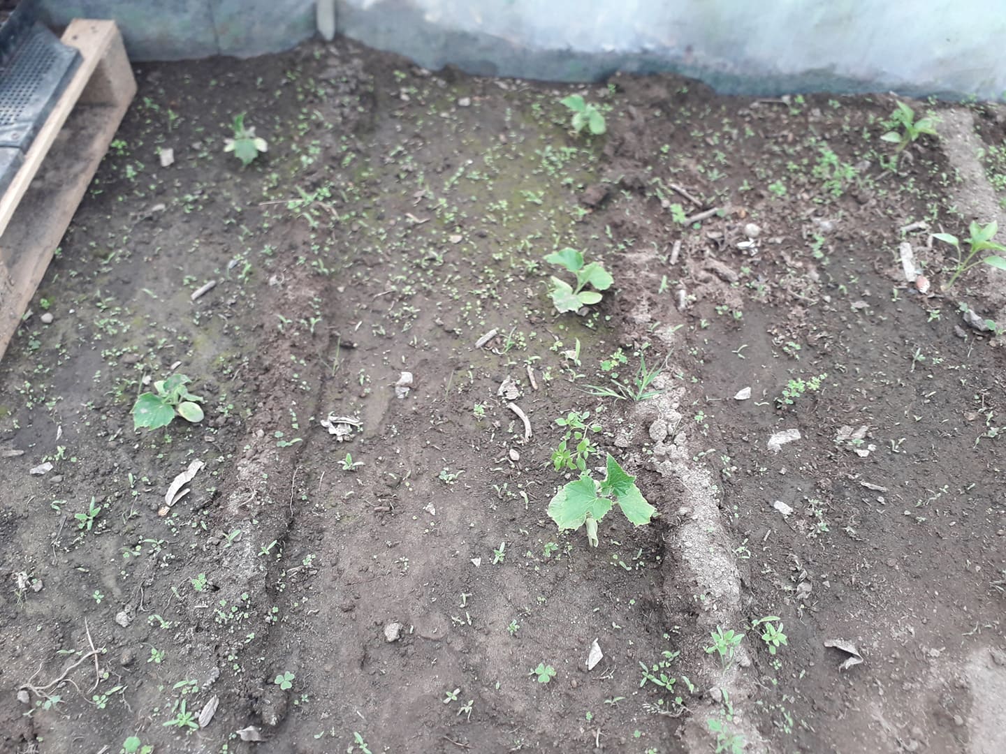 Pepinos