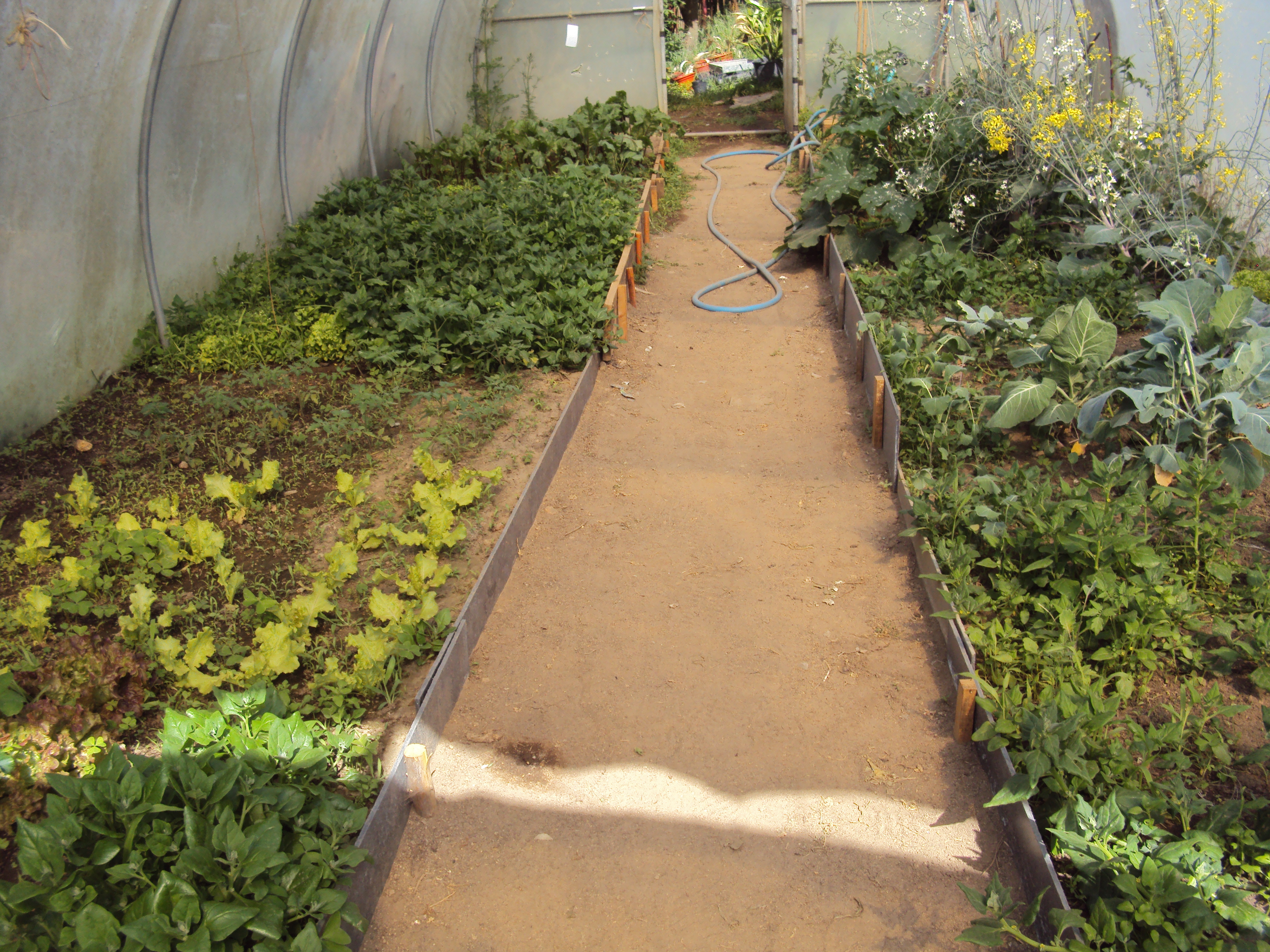 Aspeto da Horta-Bio em estufa dia 12-5-2021. As plantas semeadas e/ou plantadas são: morangueiros, alface bola de neve, alface vermelha, couve - nabo, beringela, salsa, pimento, pepino, tomate, beterraba, espinafres, curgetes e rabanetes.